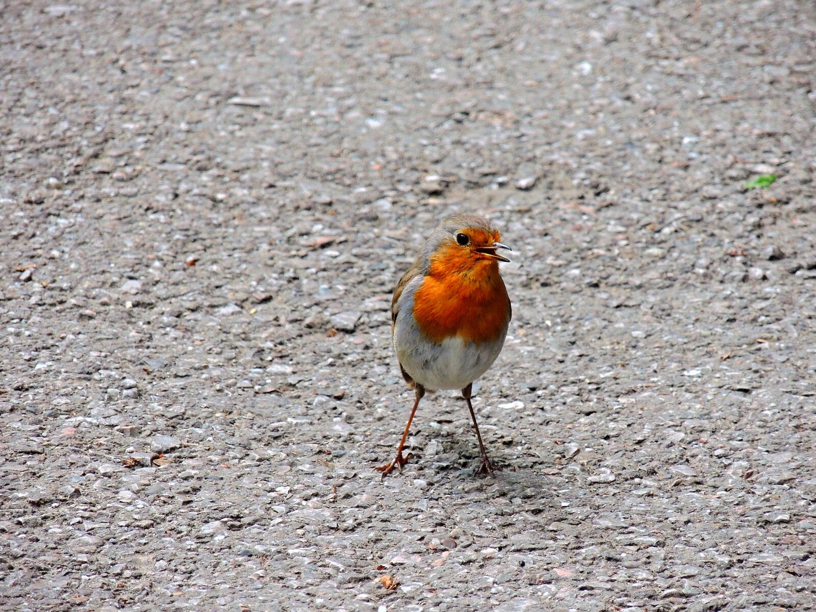 Nikon Coolpix P510 sample photo. Robin, birds, turdide photography