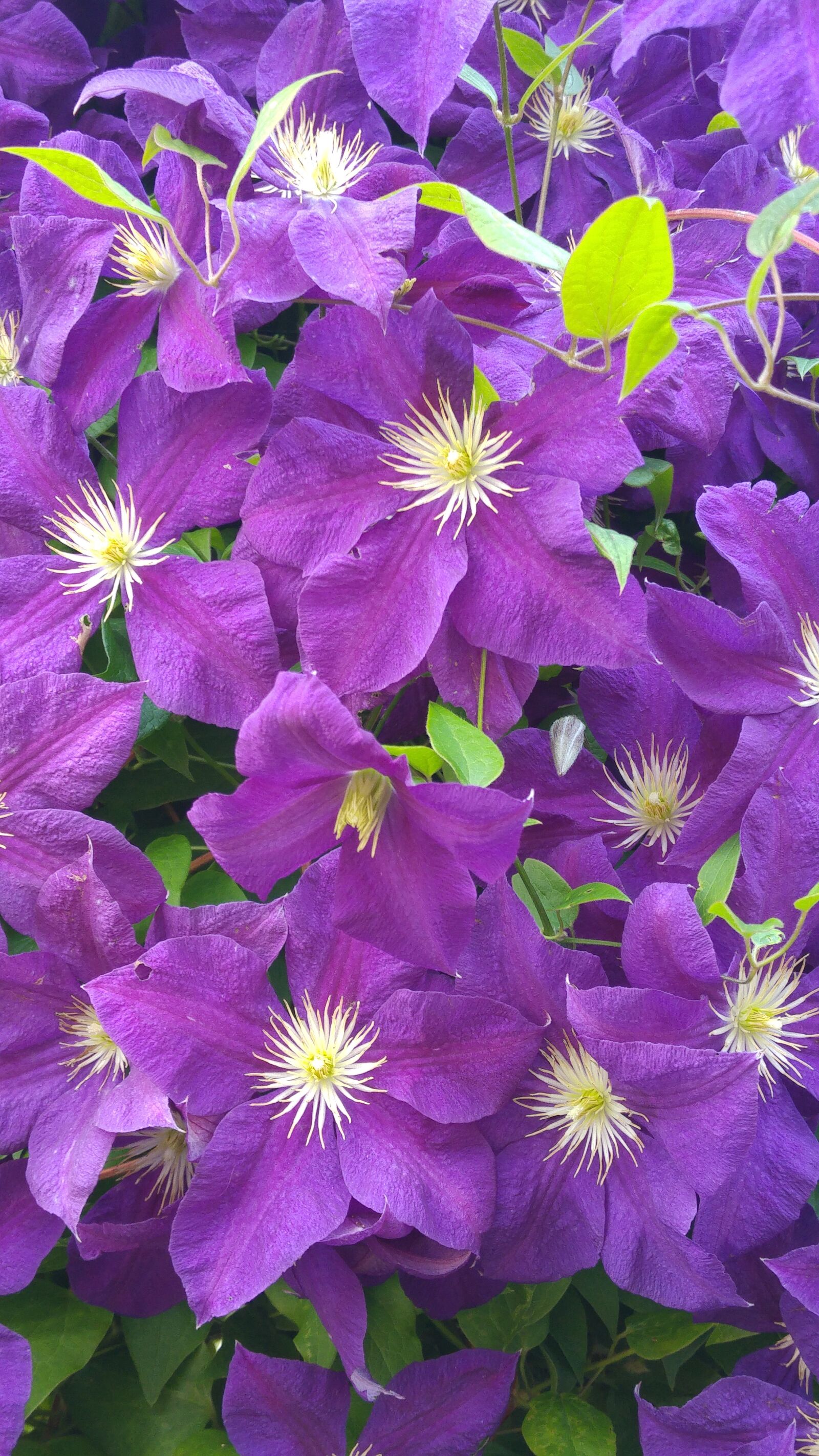 LG G4 sample photo. Clematis, pirple, violet photography