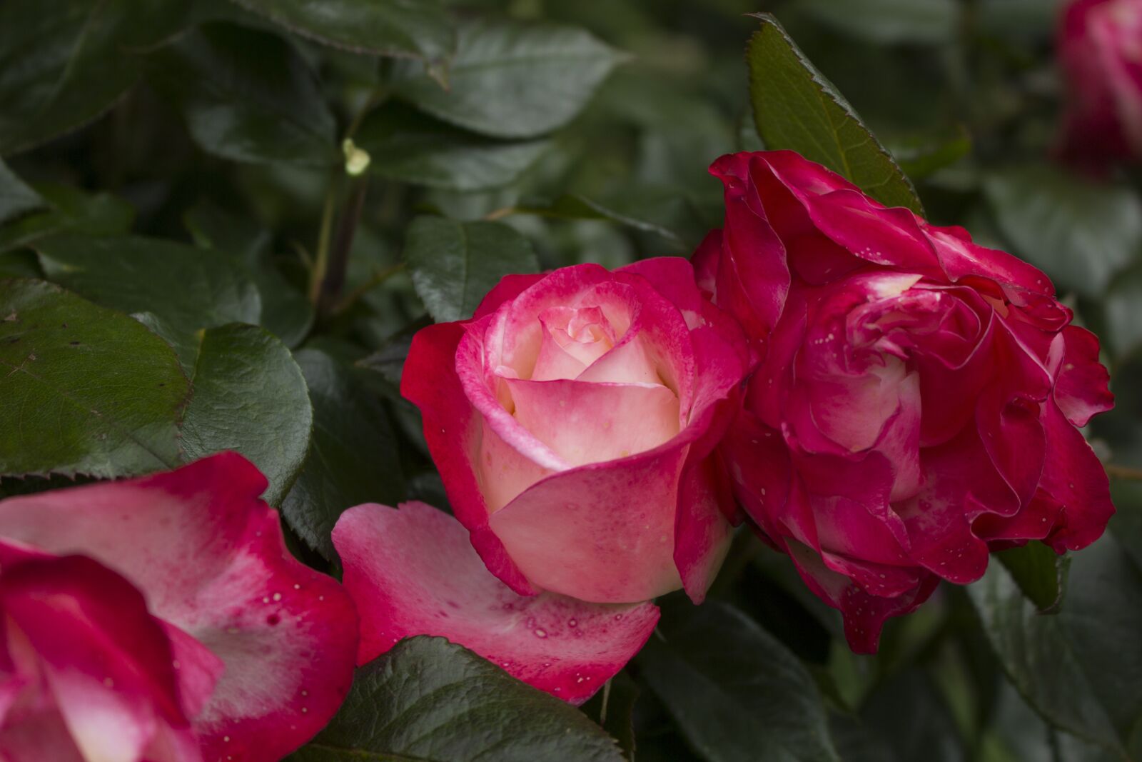 Canon EOS 60D + Canon EF-S 18-55mm F3.5-5.6 IS STM sample photo. Rose, garden, blossom photography