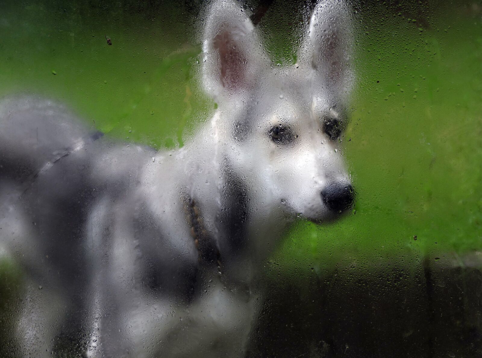 Panasonic Lumix DMC-FZ1000 sample photo. Rain, wet, dog photography