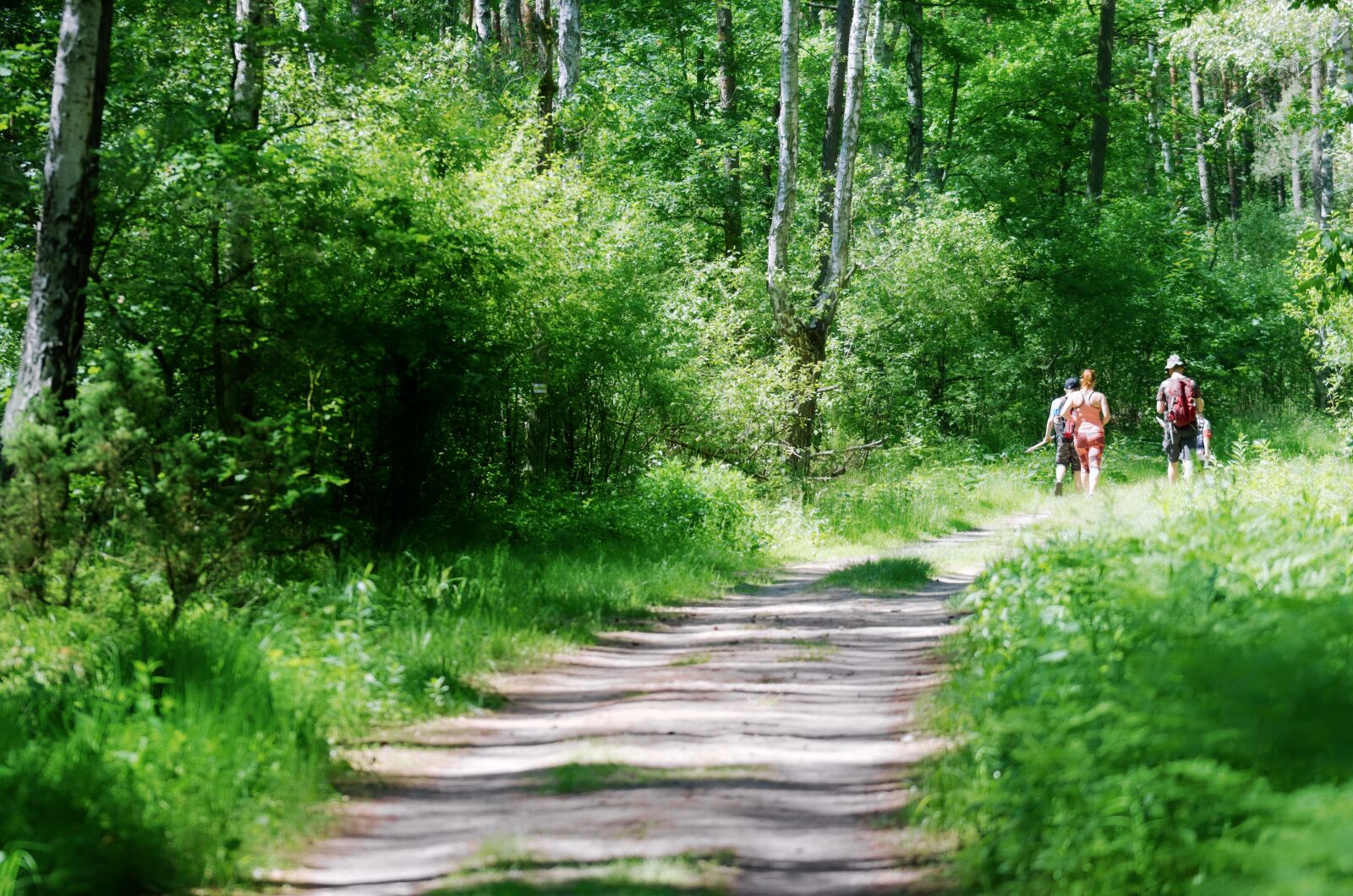Nikon D5100 sample photo. Landscape, forest, trees photography
