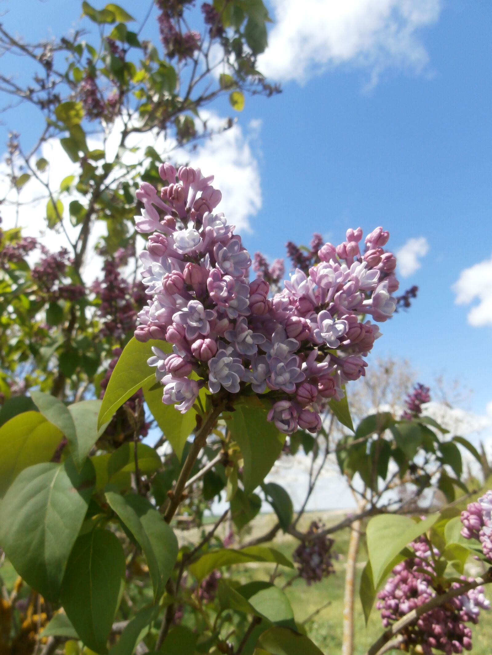 Olympus VR360,D760 sample photo. Flower, tree, plant photography