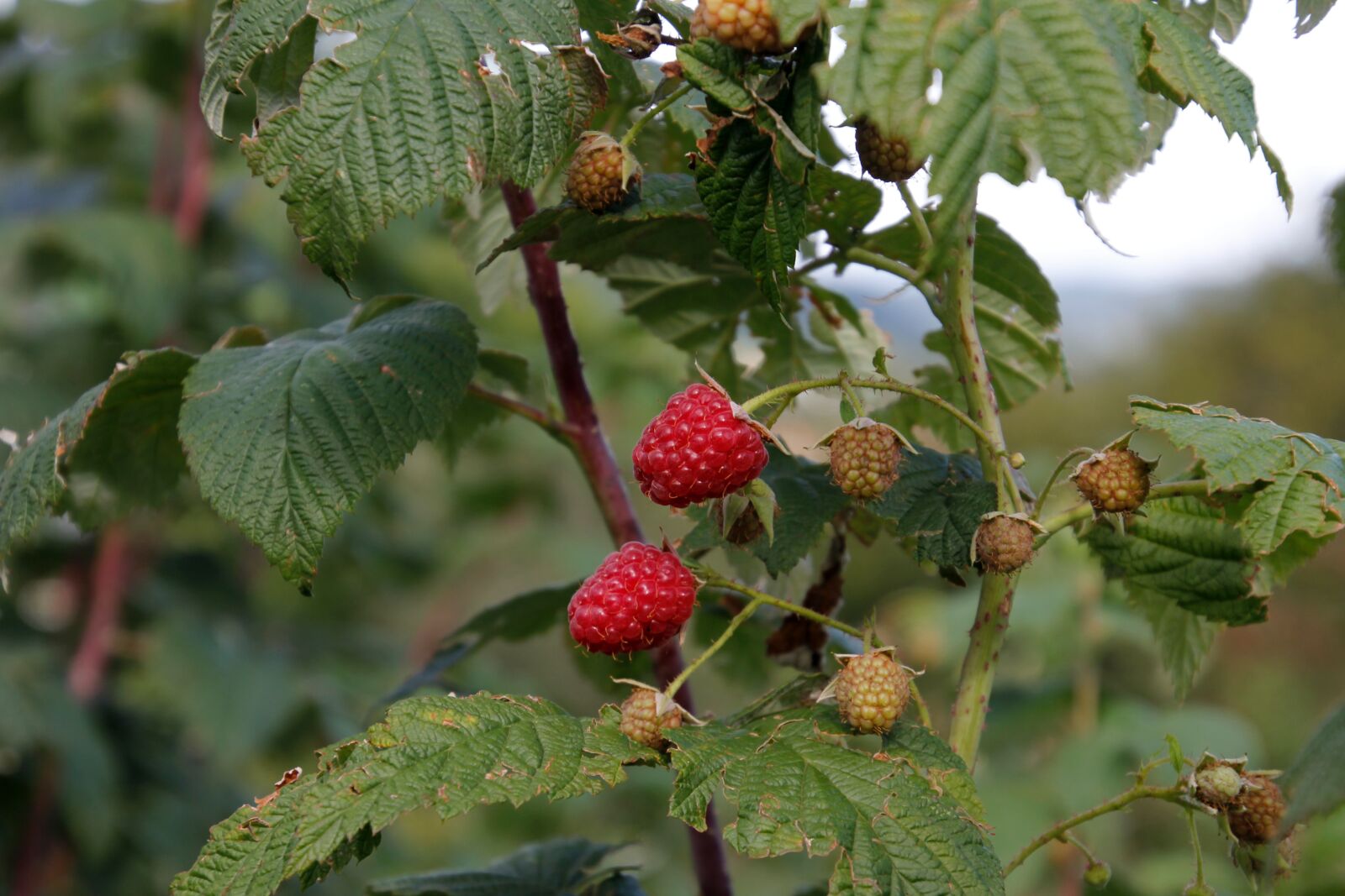 Canon EOS 60D sample photo. Raspberry, bush, red photography