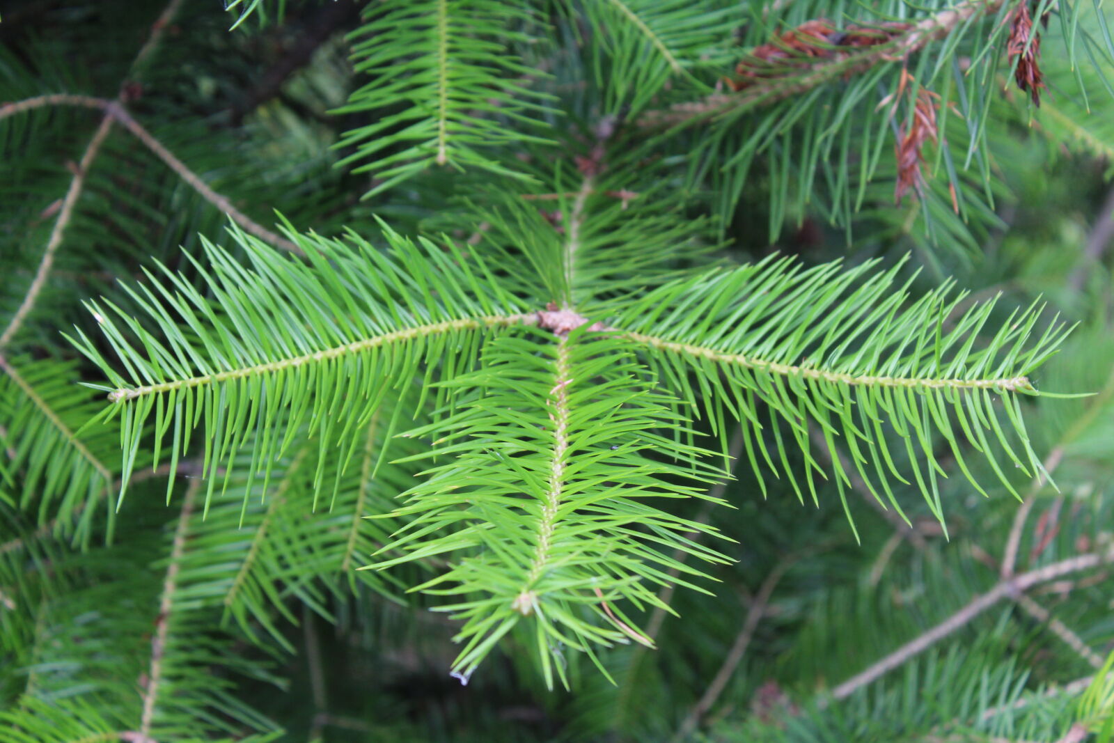 Canon EOS 1200D (EOS Rebel T5 / EOS Kiss X70 / EOS Hi) sample photo. Nature, tree photography