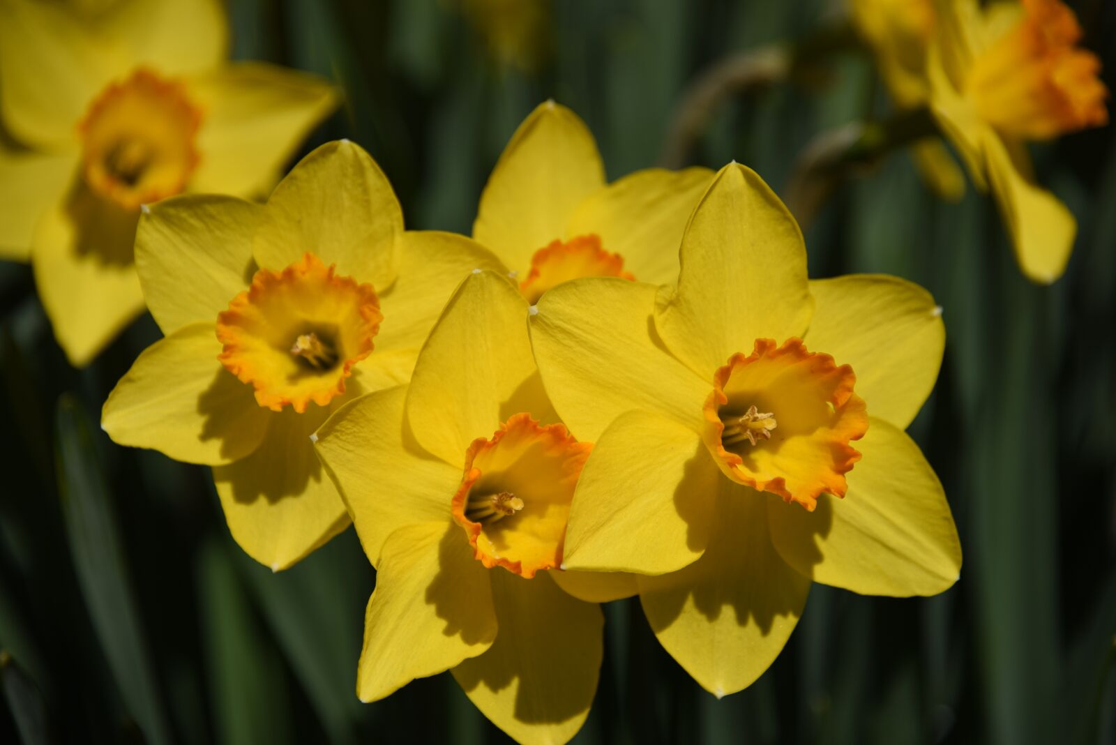 Nikon D750 sample photo. Narcissus, yellow flower, daffodil photography