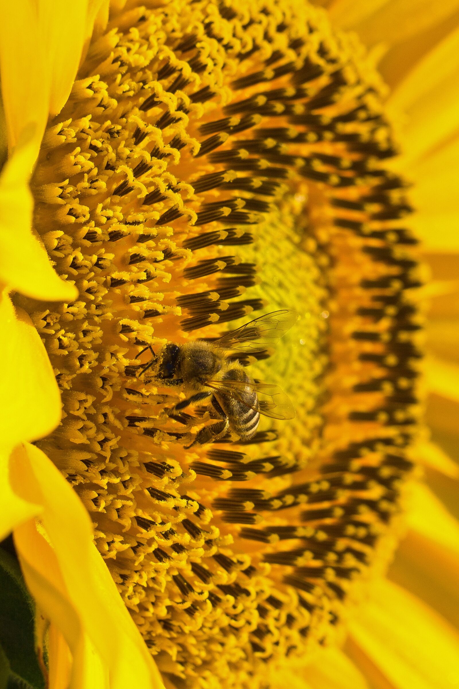 Canon EF 100mm F2.8L Macro IS USM sample photo. Sunflower, pollen, bee photography