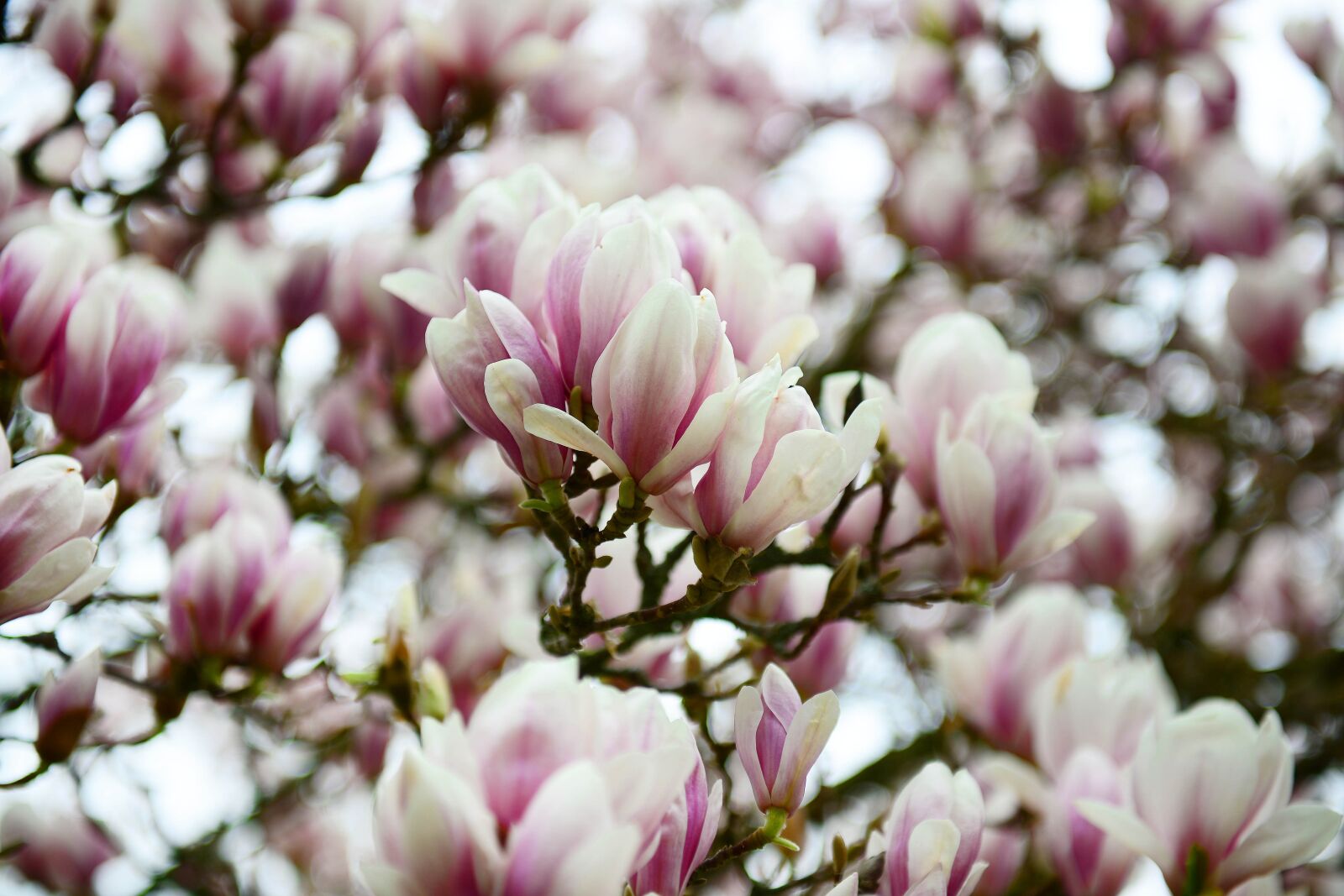 Nikon D800E sample photo. Magnolia, magnolie, magnolia tree photography