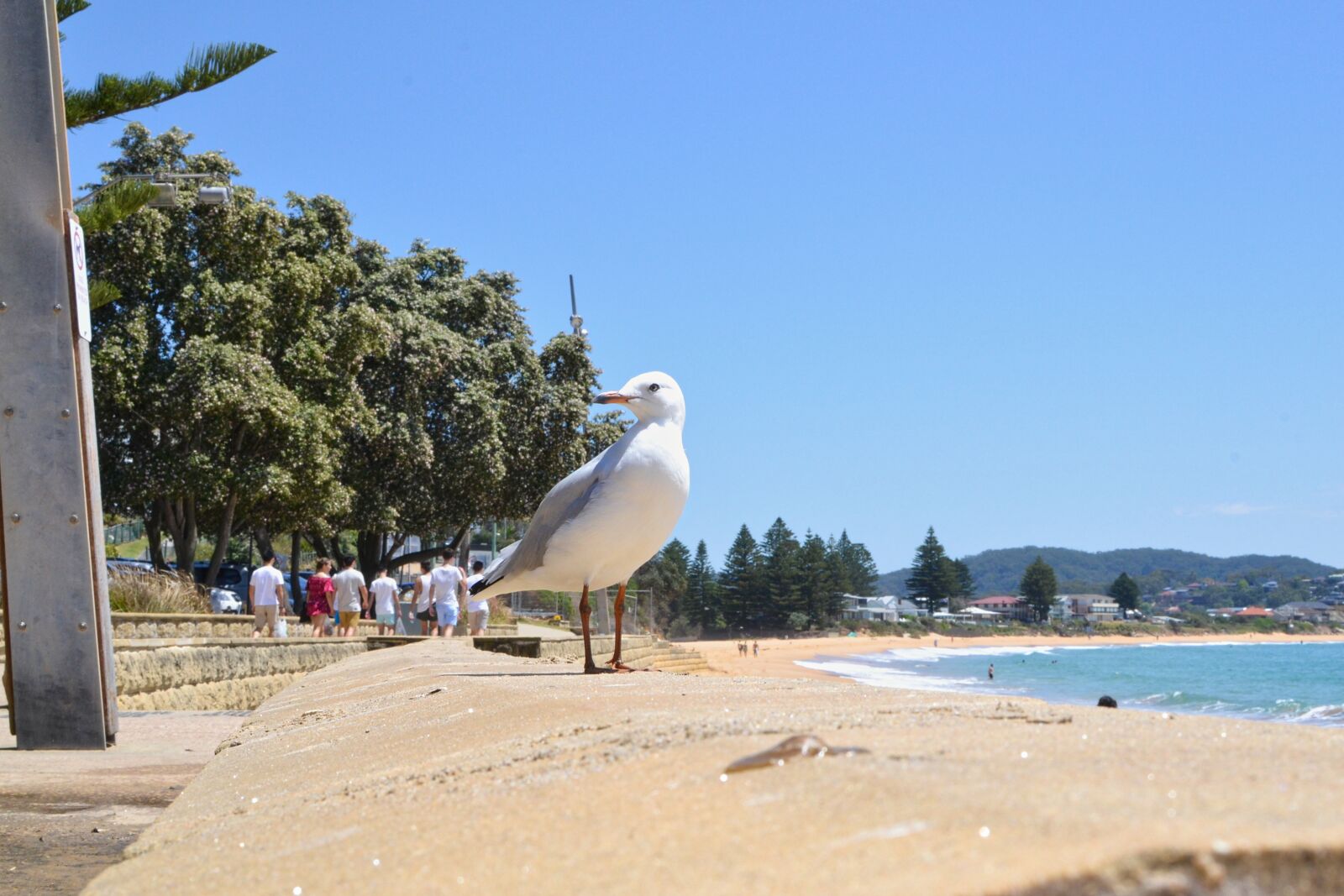 Nikon D3100 sample photo. Beach, coast, sea, seagull photography