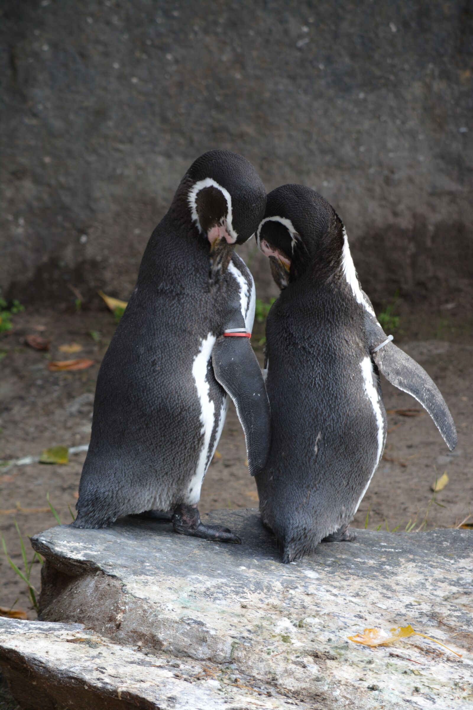 Nikon D5200 sample photo. Penguin, animal world, bird photography
