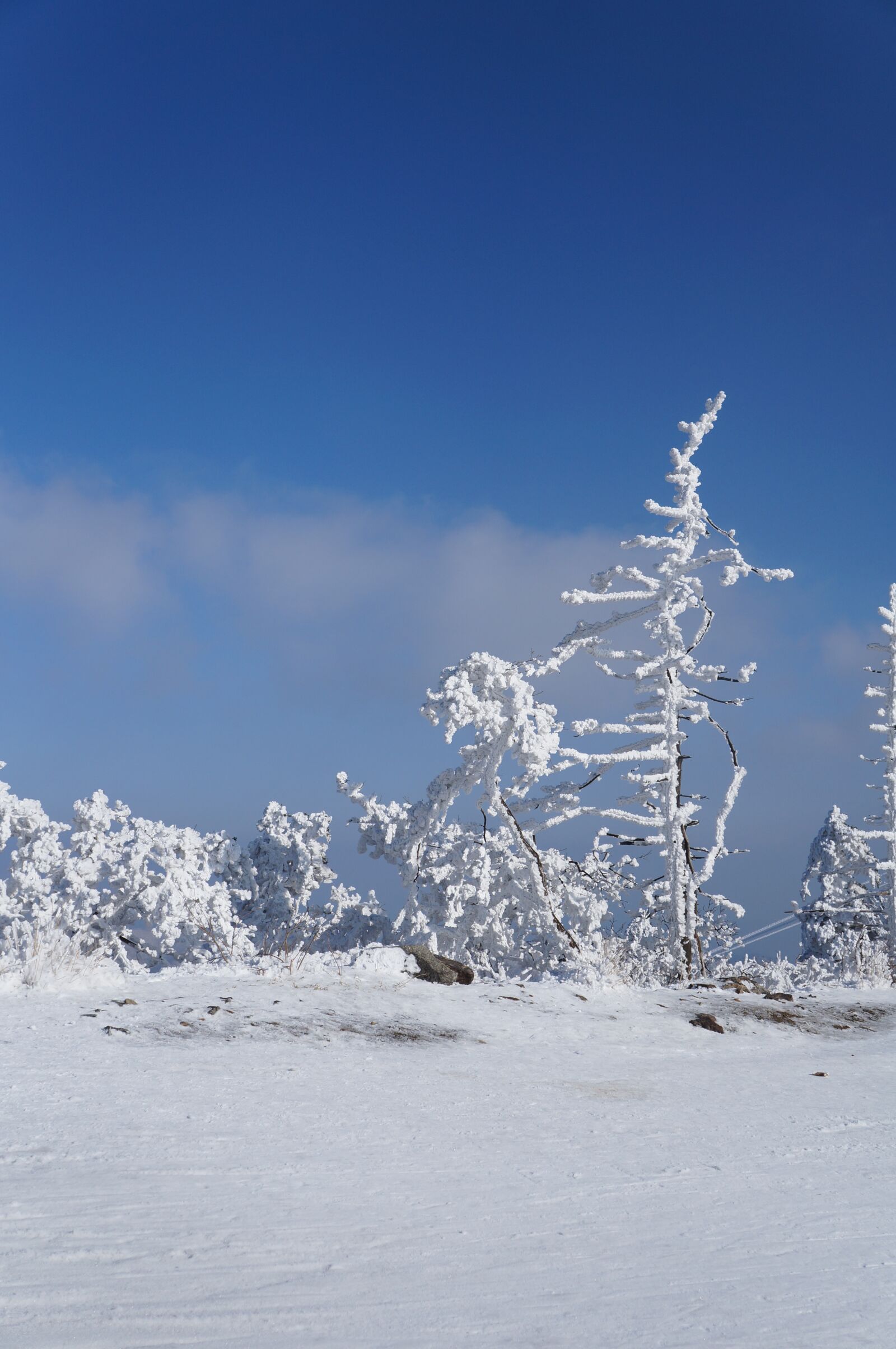 Sony Alpha NEX-F3 sample photo. Winter, snow, cold photography