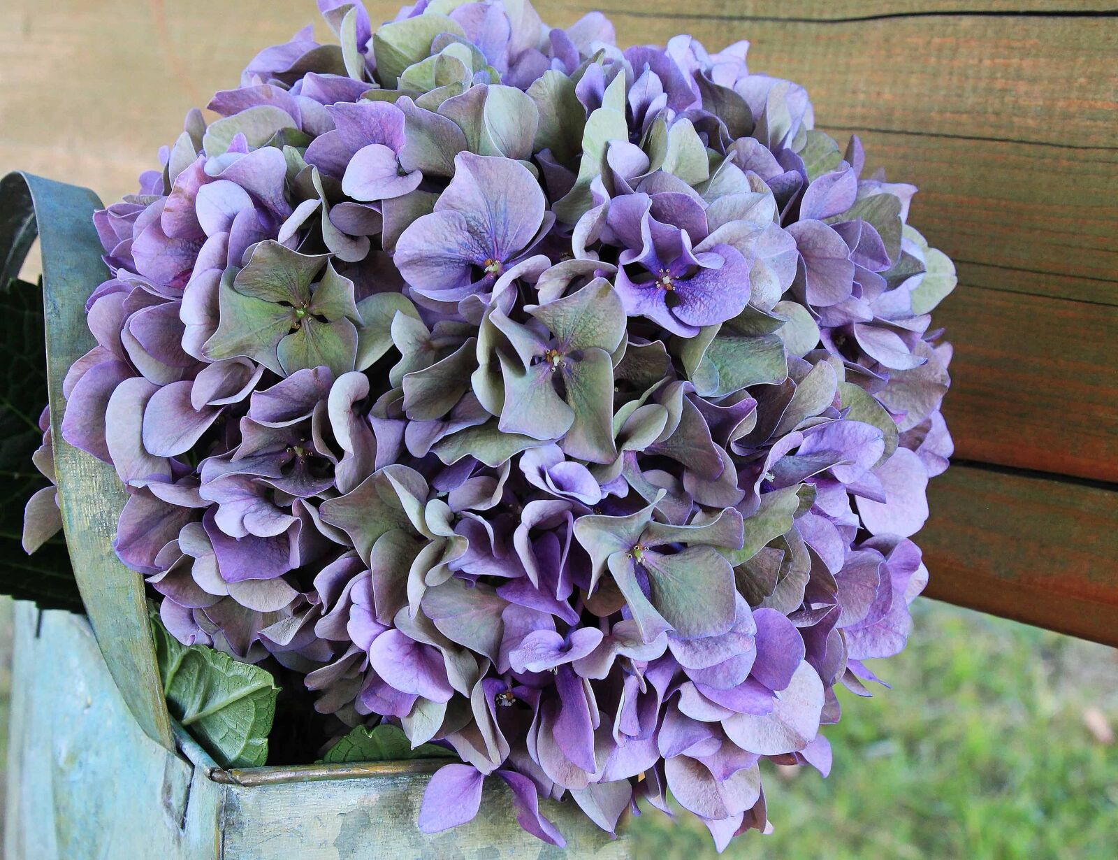 Canon EOS 550D (EOS Rebel T2i / EOS Kiss X4) sample photo. Flower, purple, nature, garden photography