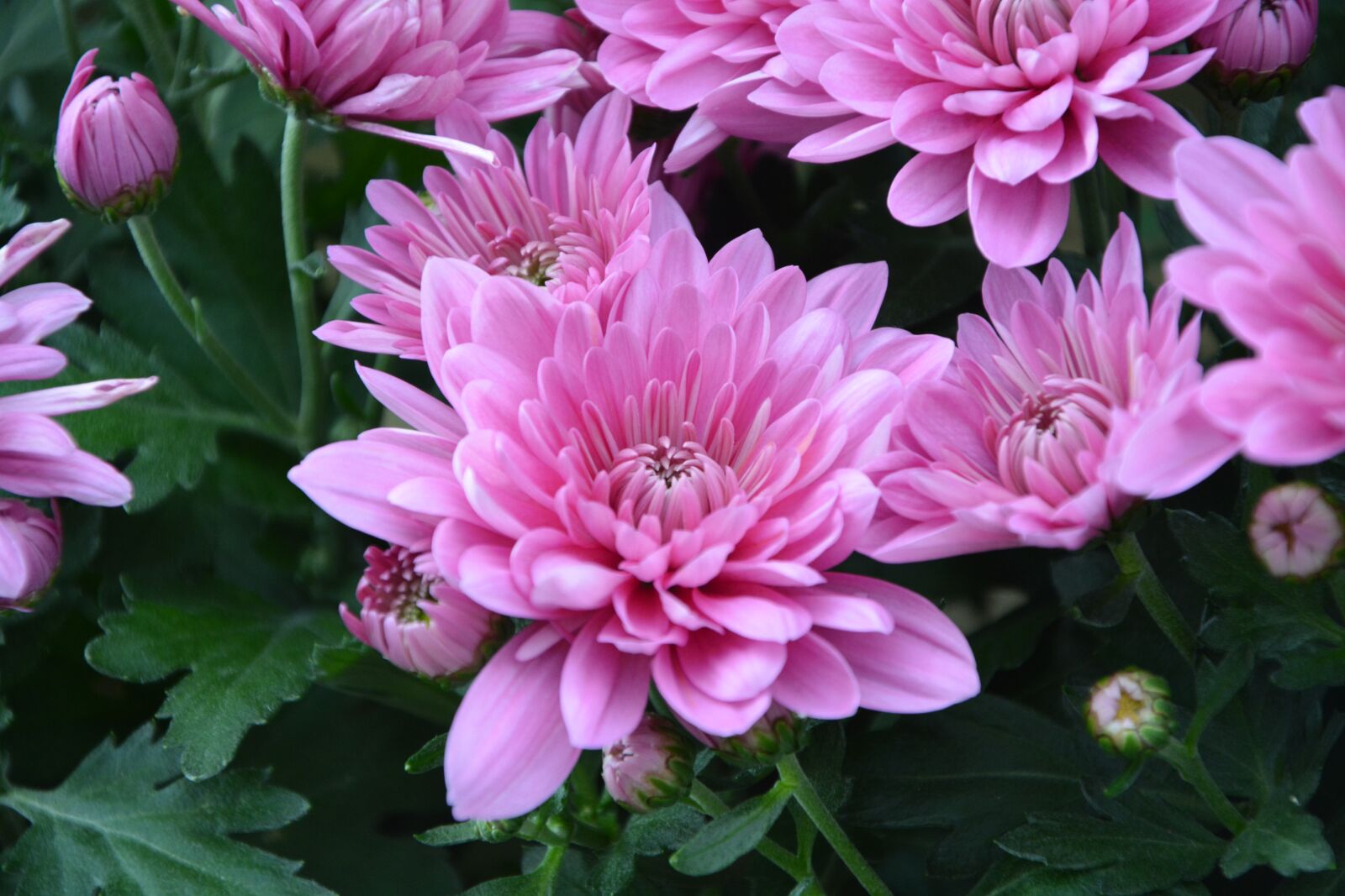 Nikon D5200 sample photo. Flowers, flower, chrysanthemums pink photography