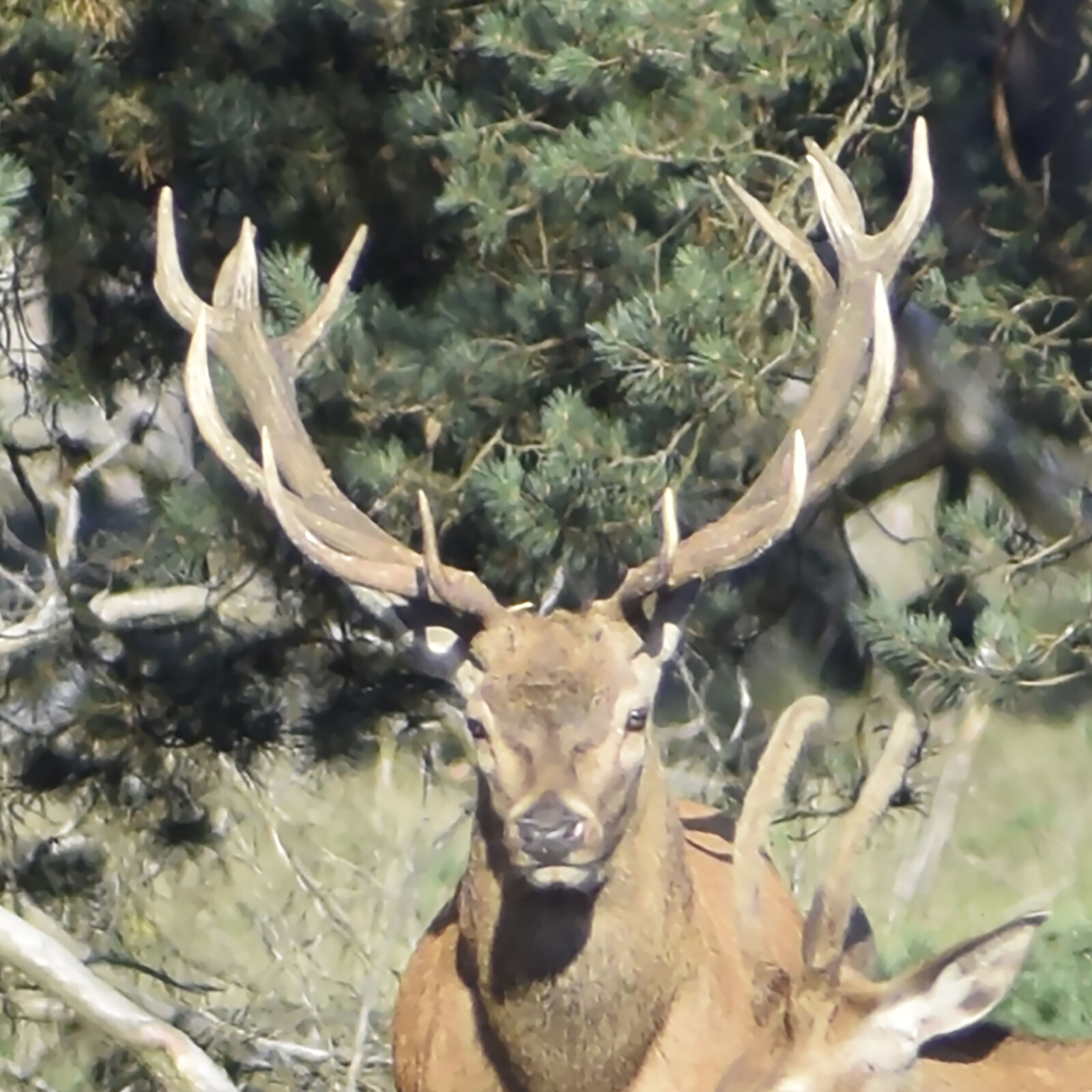 Nikon D5300 sample photo. Red, deer photography