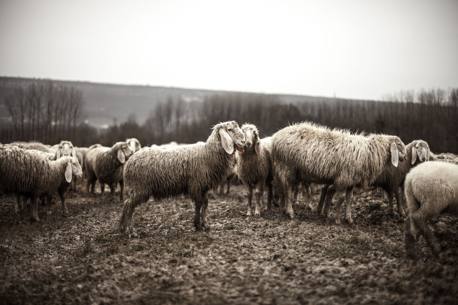 Canon EOS 5D Mark II sample photo. Black, and, white, animals photography