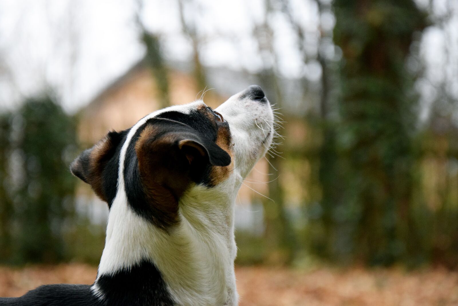 Nikon D3300 sample photo. Dog, head, autumn photography