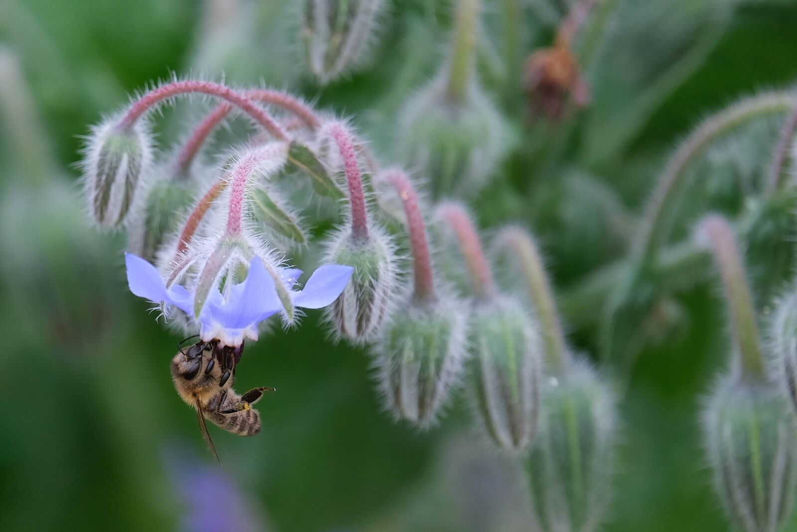 Fujifilm X-T3 sample photo. Honeybee, flowers, hanging, bee photography