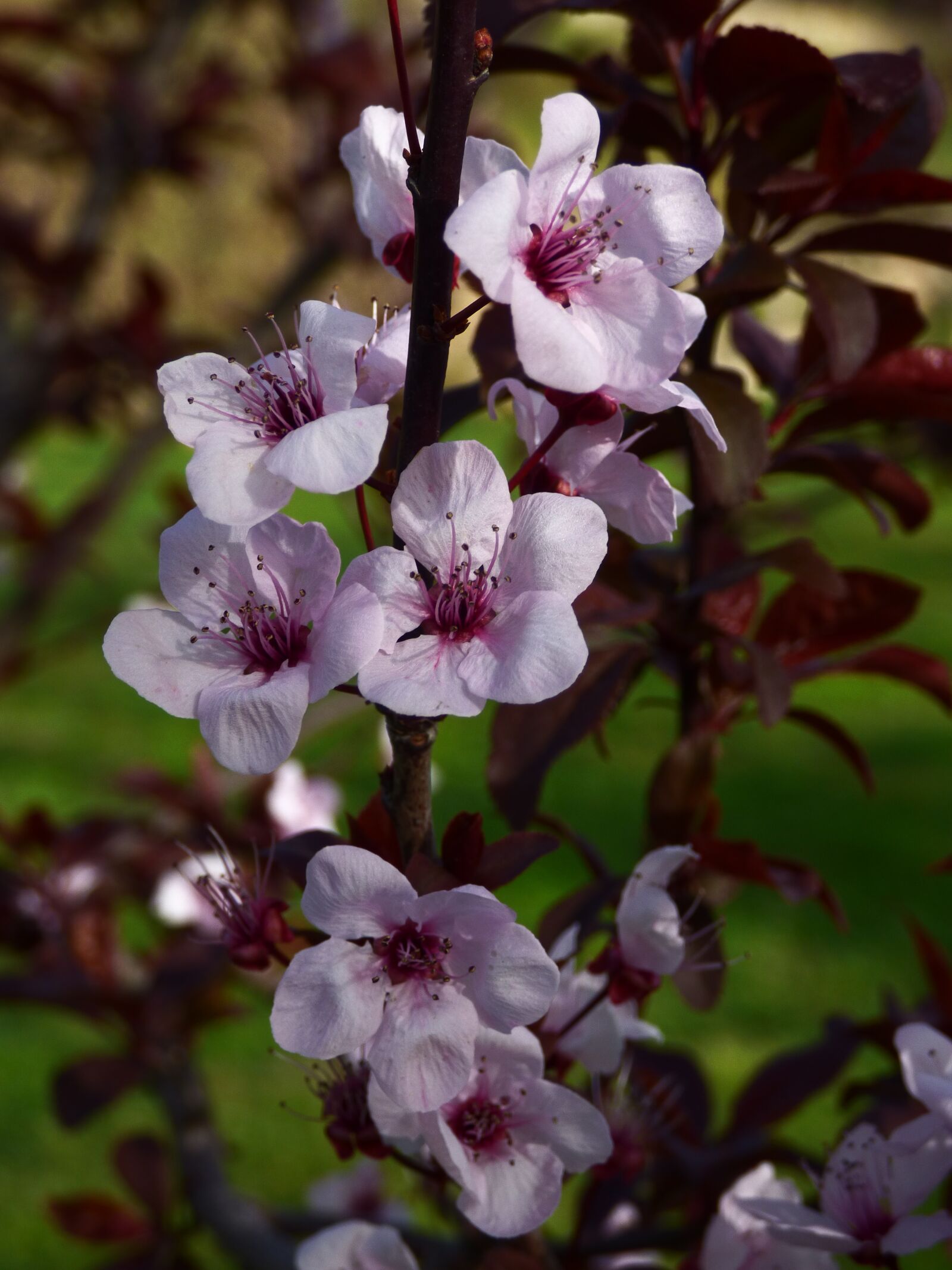 Panasonic DMC-FZ72 sample photo. Flower, plum, tree photography
