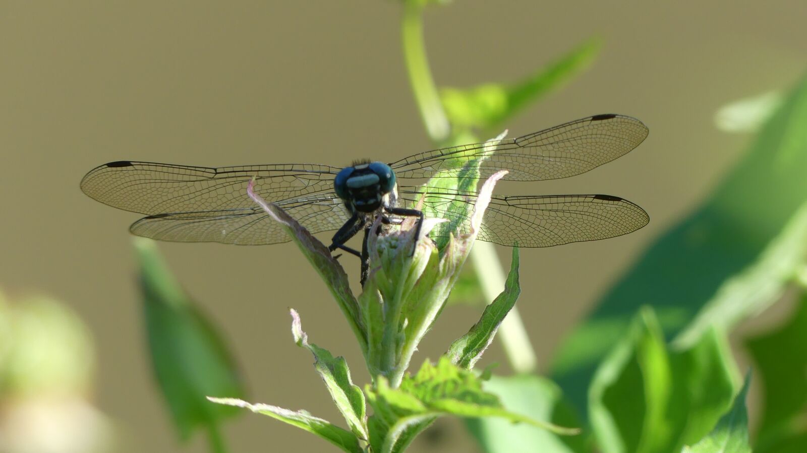 Panasonic Lumix DMC-FZ300 sample photo. Nature, insect, dragonfly photography
