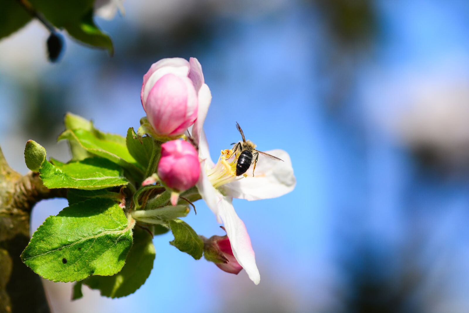 Nikon D7100 sample photo. Bee, wasp, flower photography