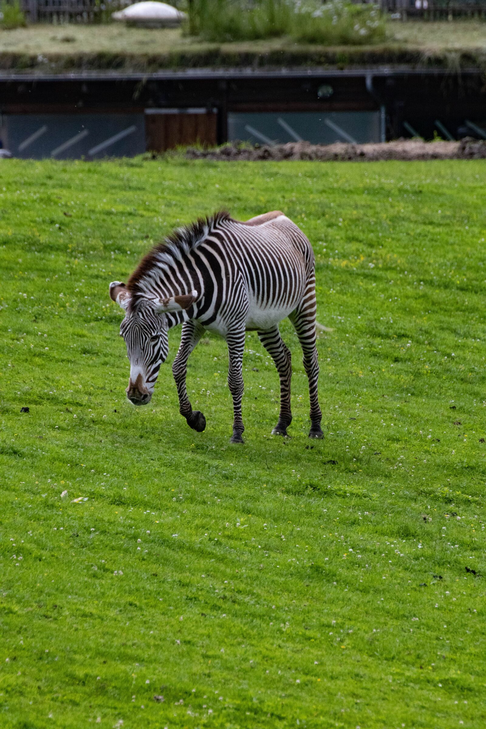 Canon EOS 250D (EOS Rebel SL3 / EOS Kiss X10 / EOS 200D II) sample photo. Zebra, zoo, animal photography