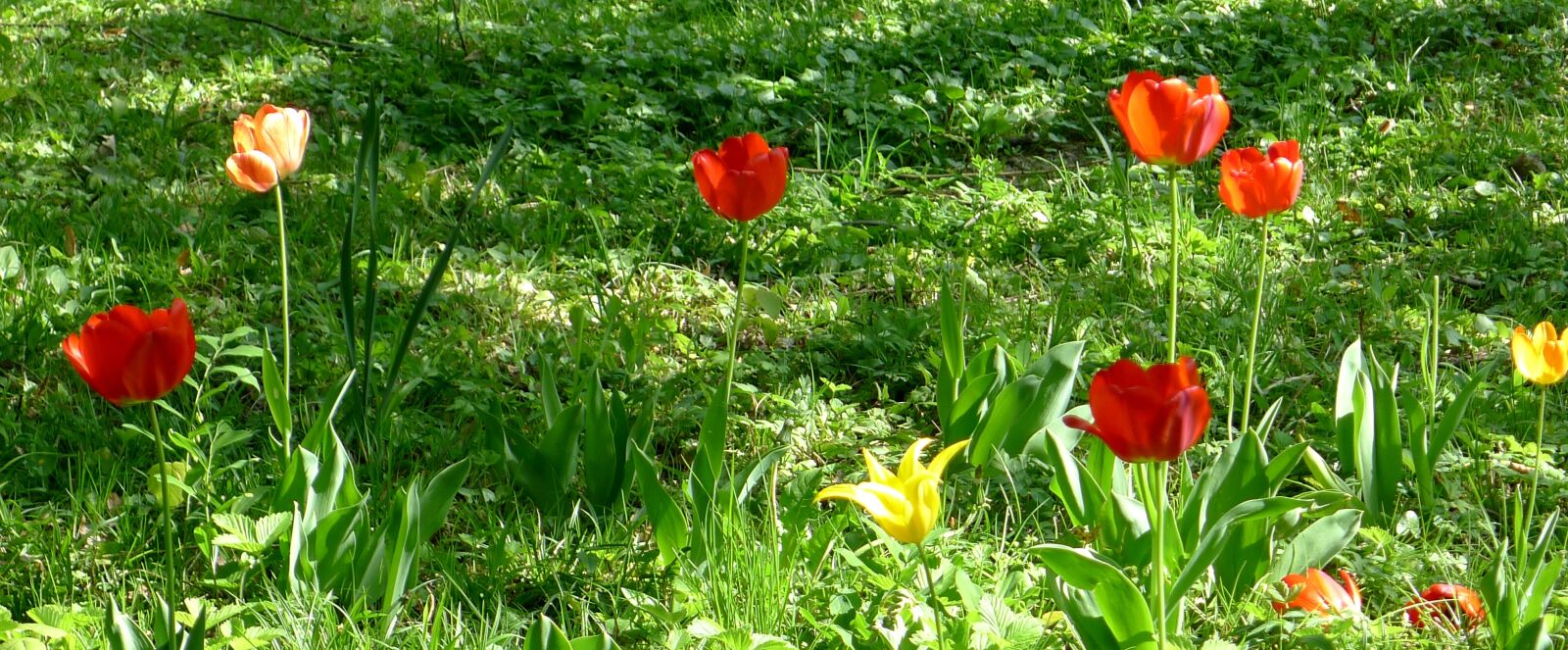 Panasonic Lumix DMC-LX5 sample photo. Tulips, garden, springtime photography