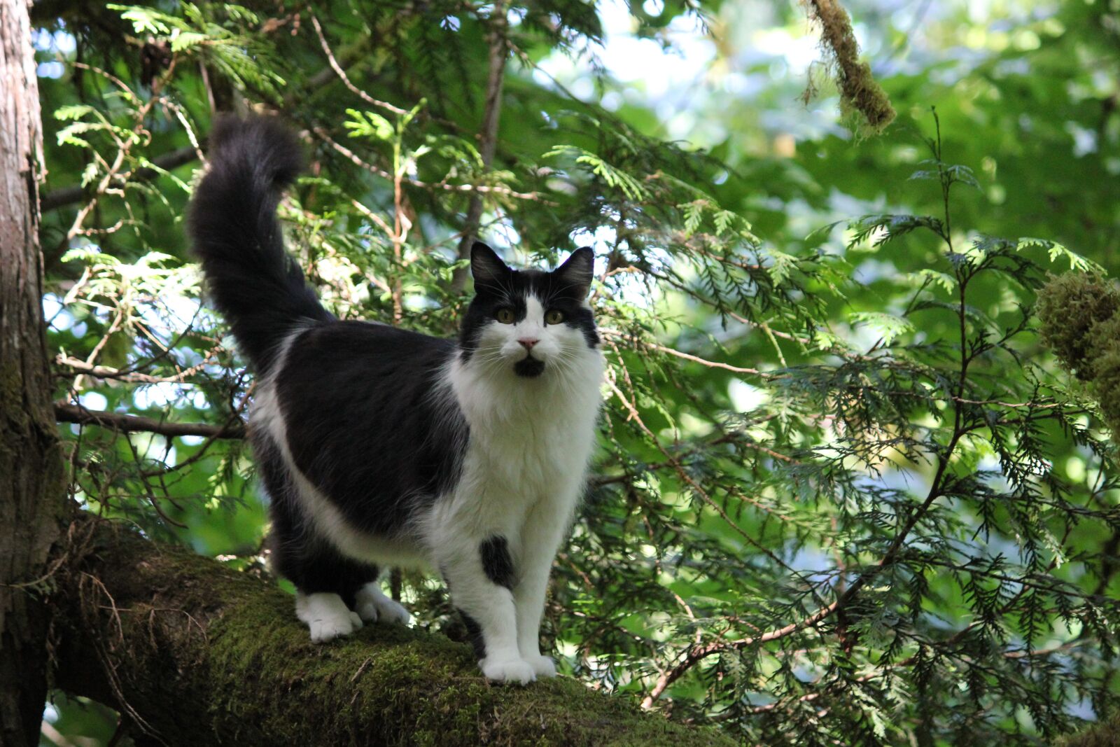 Canon EOS 550D (EOS Rebel T2i / EOS Kiss X4) sample photo. Cat, outside, tree photography