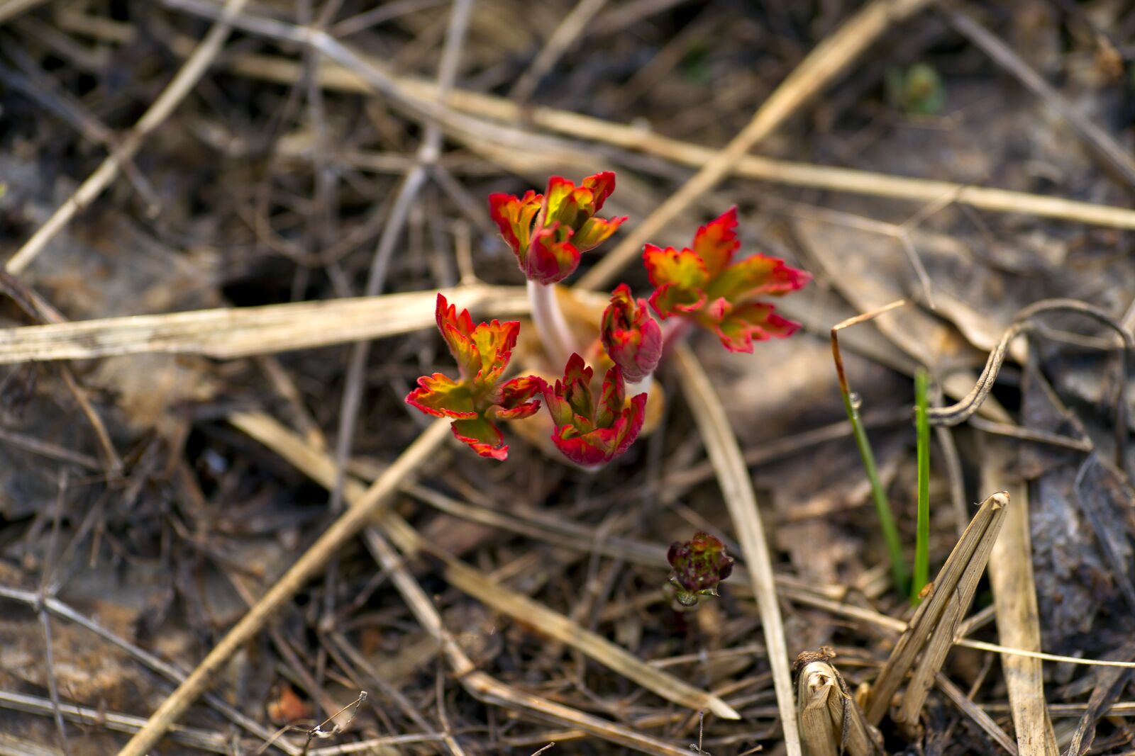 Sony Alpha DSLR-A850 sample photo. The red plant, siberian photography