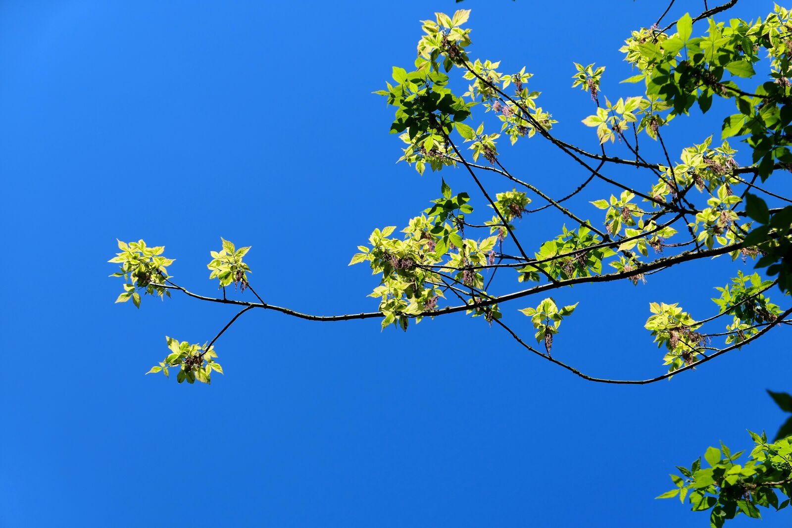 Panasonic Lumix DMC-LX10 (Lumix DMC-LX15) sample photo. Tree, nature, plant photography