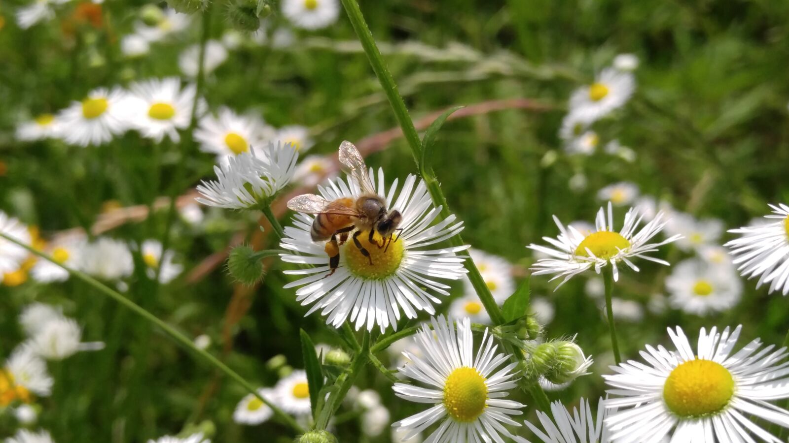 LG V10 sample photo. Flowers, bee, wildflower photography