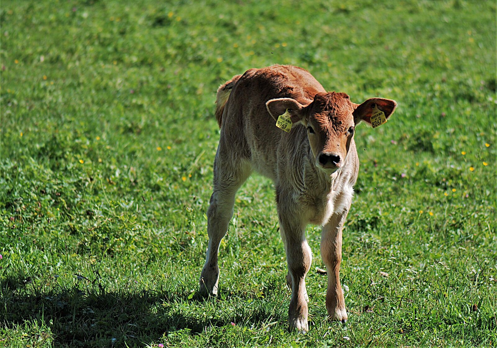 Nikon D80 sample photo. Jungrind, calf, meadow photography