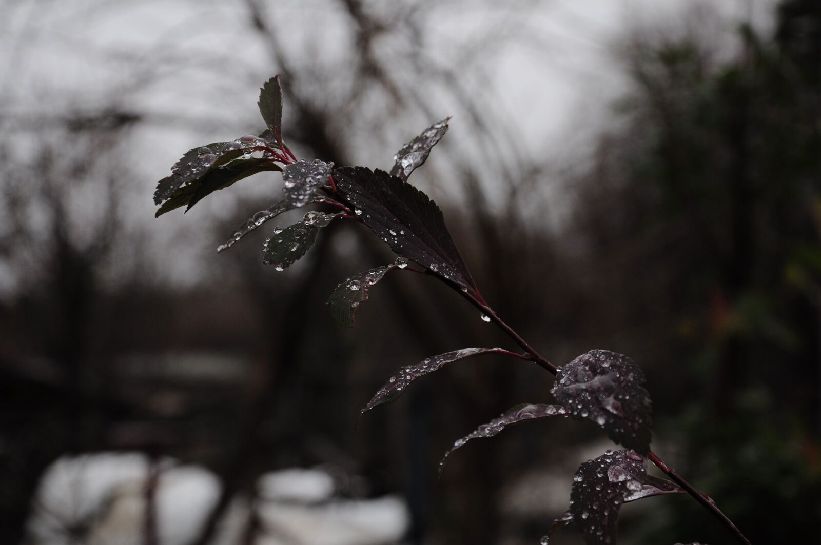 Nikon D90 sample photo. Rain, rain pictures, rain photography