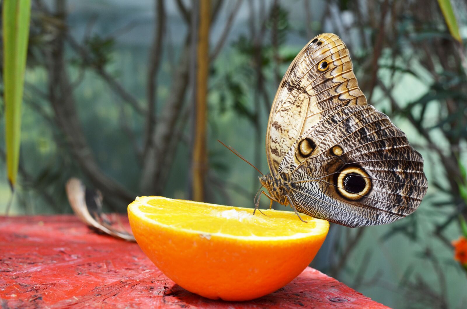 Nikon D5100 sample photo. Butterfly, nature, orange photography