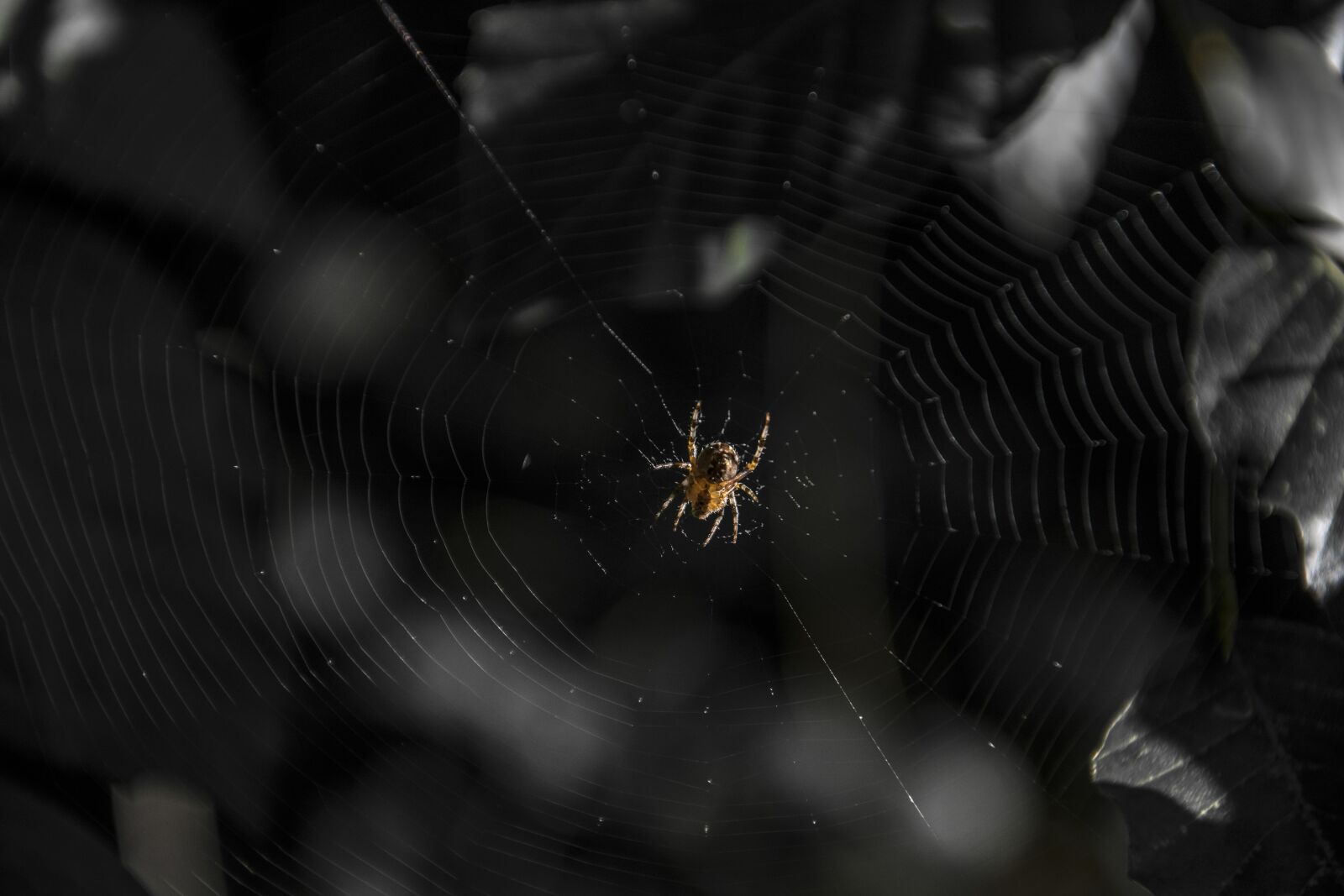 Nikon D5300 sample photo. Spider, forest, hotel photography