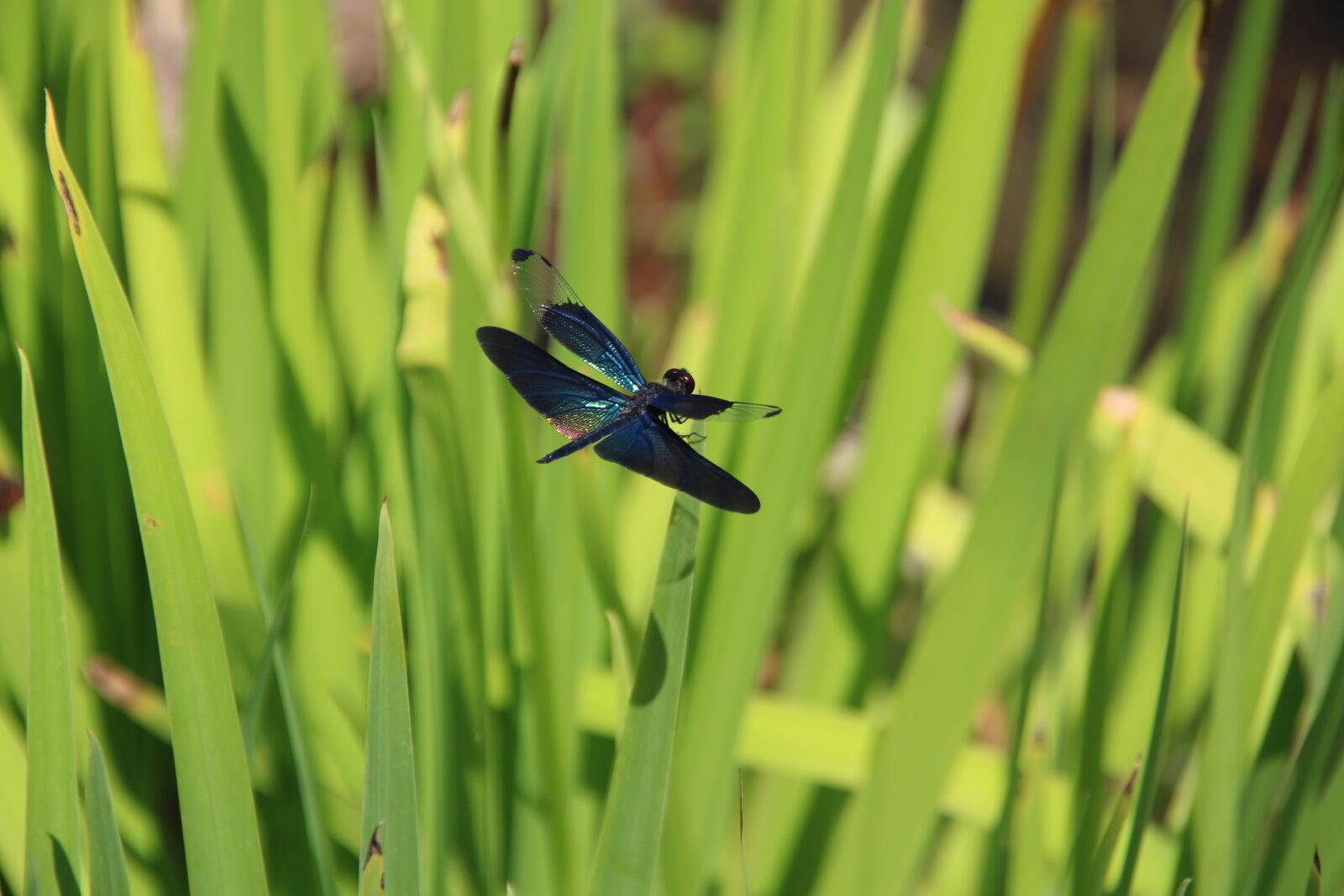 Canon EOS 100D (EOS Rebel SL1 / EOS Kiss X7) sample photo. Dragonfly, insect, summer photography