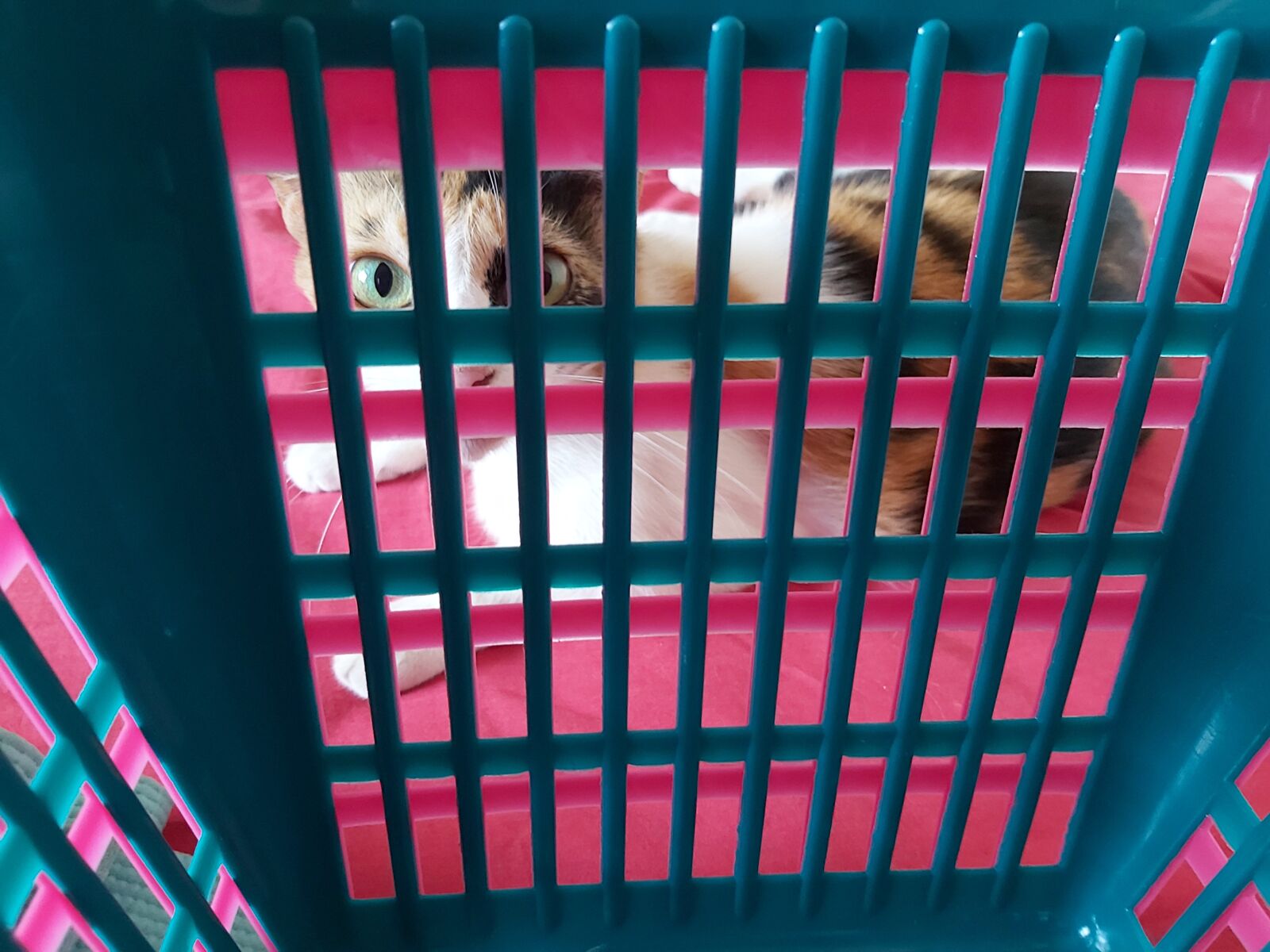Samsung Galaxy A70 sample photo. Cat, jail, pink photography