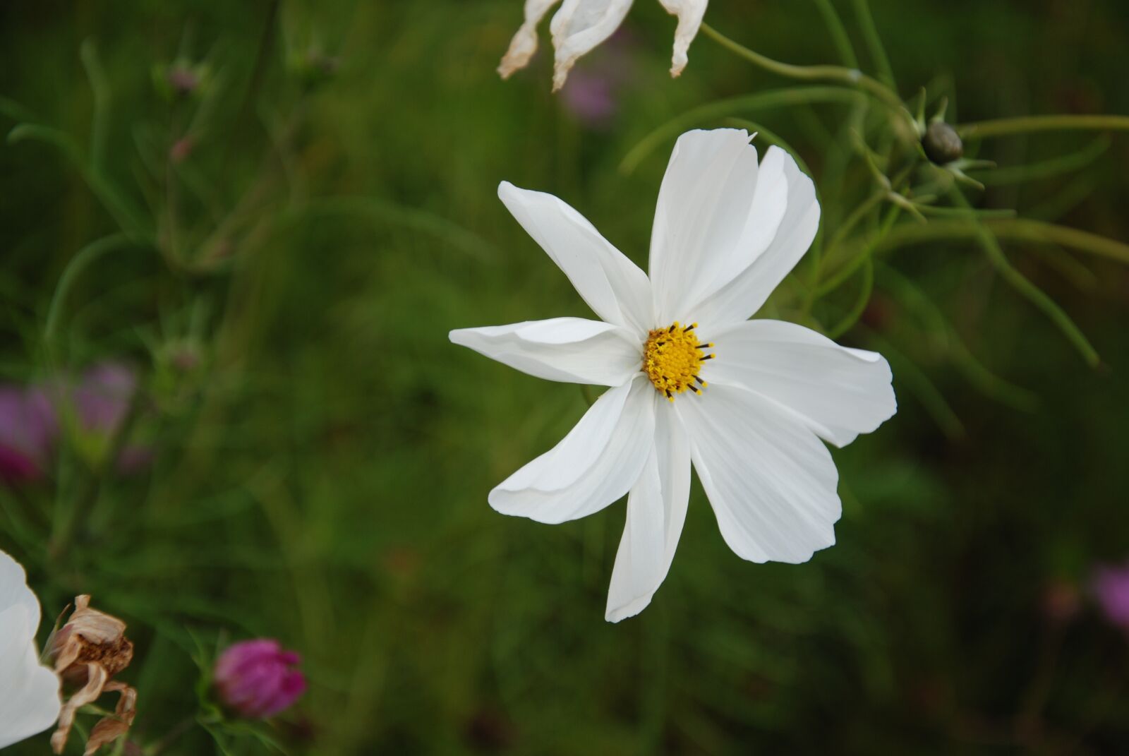 Nikon D80 sample photo. Flower, white, macro photography