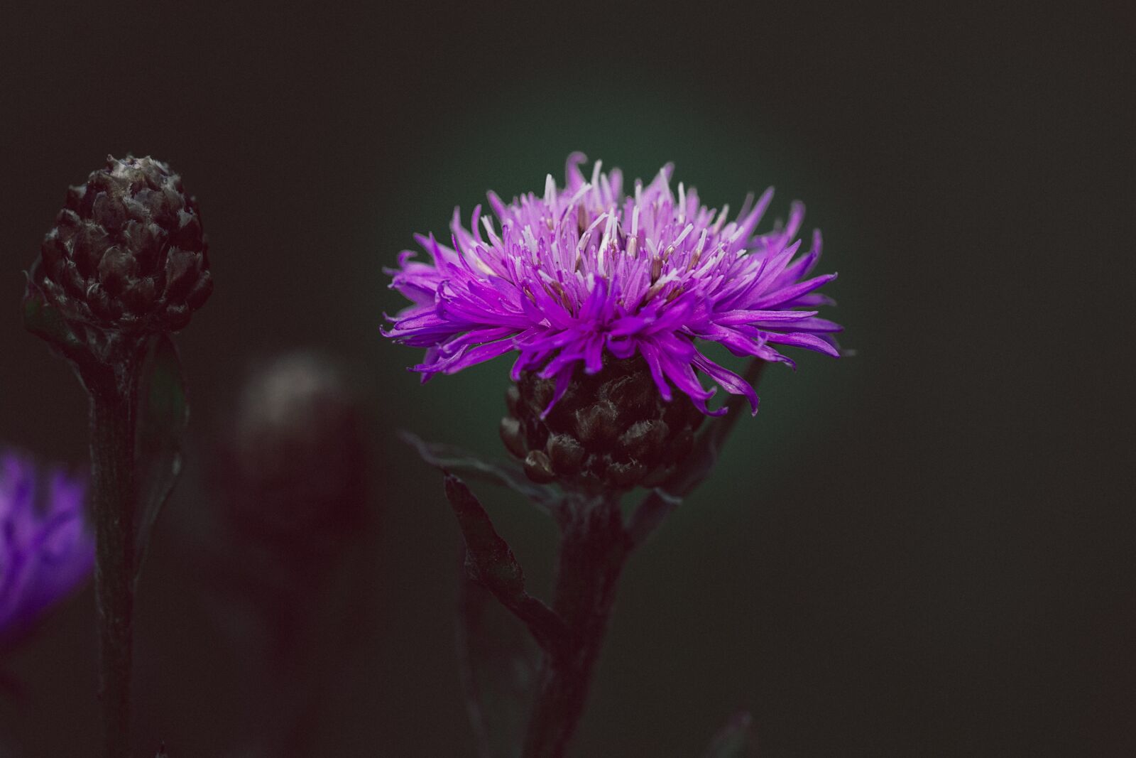 Nikon D7100 sample photo. Knapweed, purple, flower photography