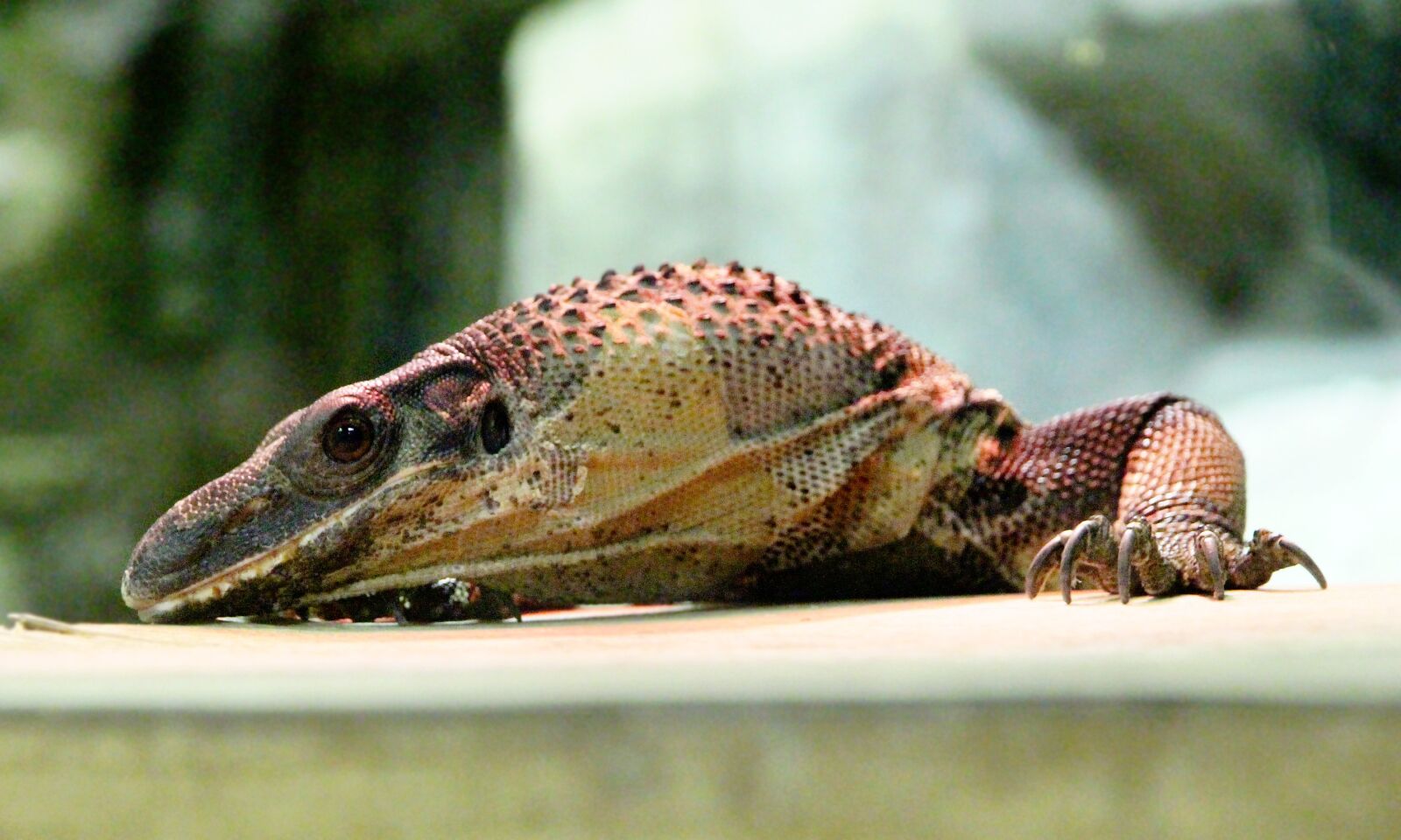 Canon EF-S 15-85mm F3.5-5.6 IS USM sample photo. South asia monitor, reptile photography