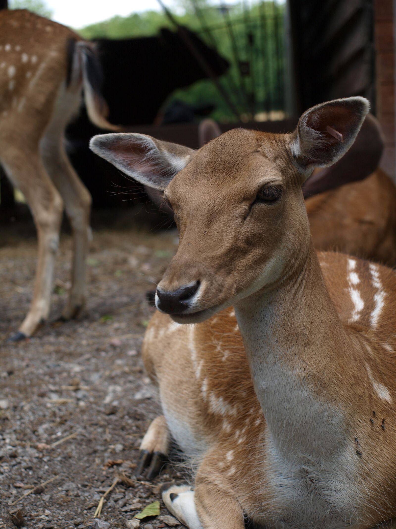 Olympus E-420 (EVOLT E-420) sample photo. Roe deer, doe, red photography