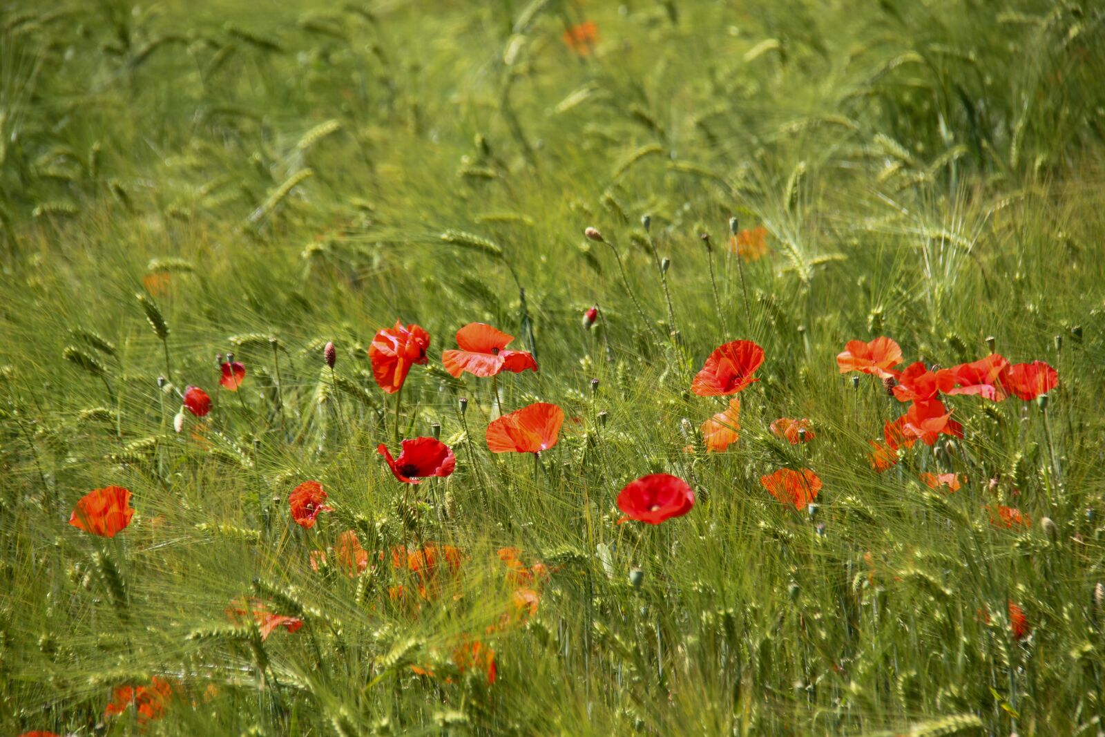 Canon EOS 7D + Canon EF-S 18-200mm F3.5-5.6 IS sample photo. Poppy, field, barley photography