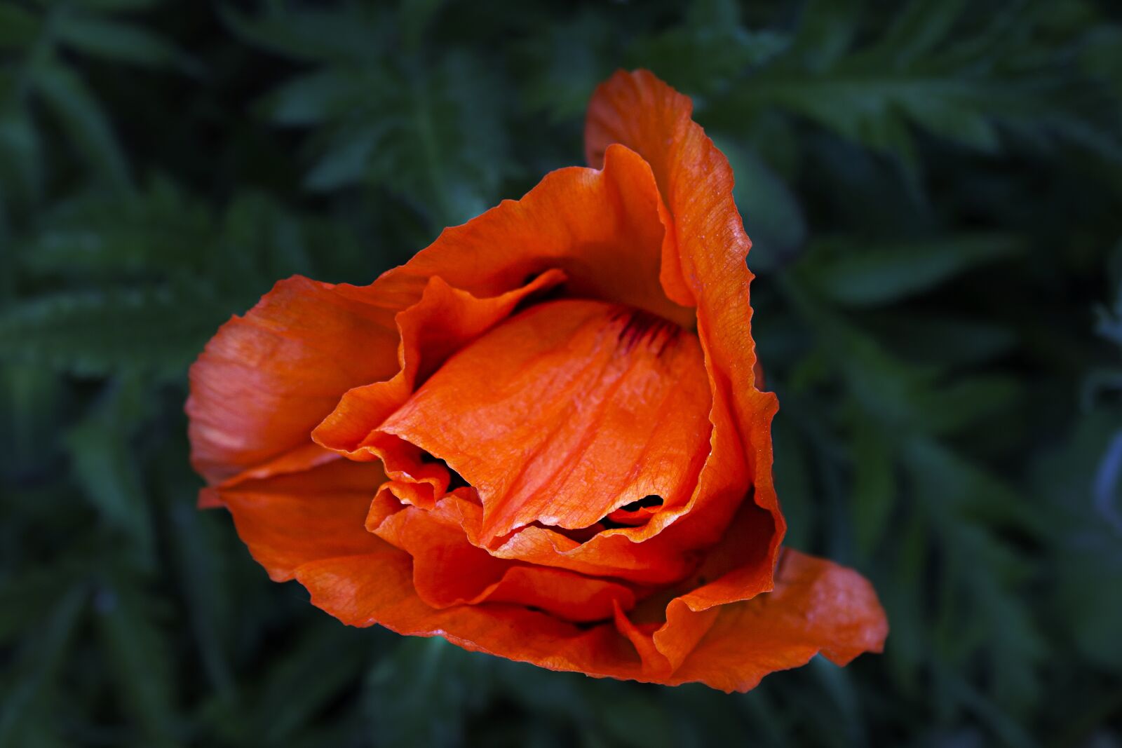 Canon EOS 1100D (EOS Rebel T3 / EOS Kiss X50) sample photo. Poppy, blossom, bloom photography