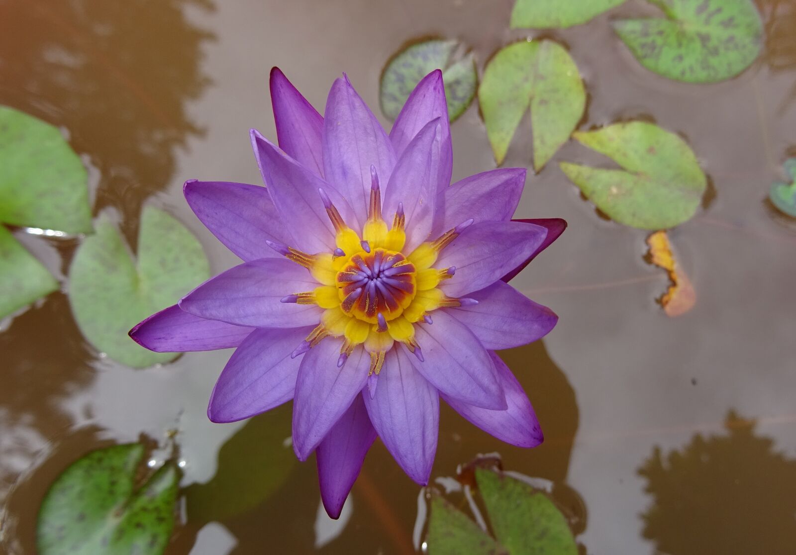 Sony DSC-HX60V sample photo. Lily, flower, nymphaea tina photography