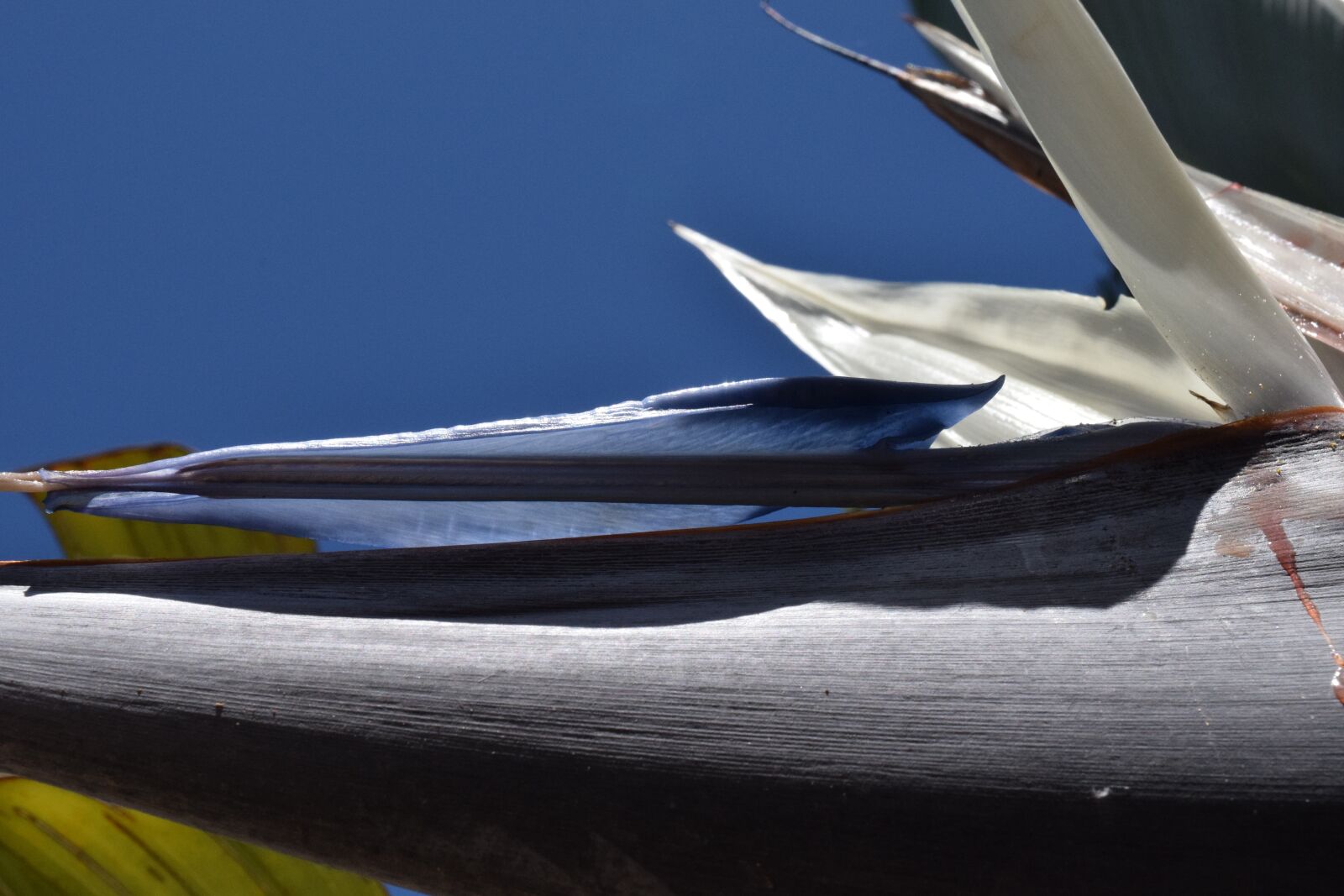 Nikon D3300 sample photo. Banana flower, blossom, bloom photography