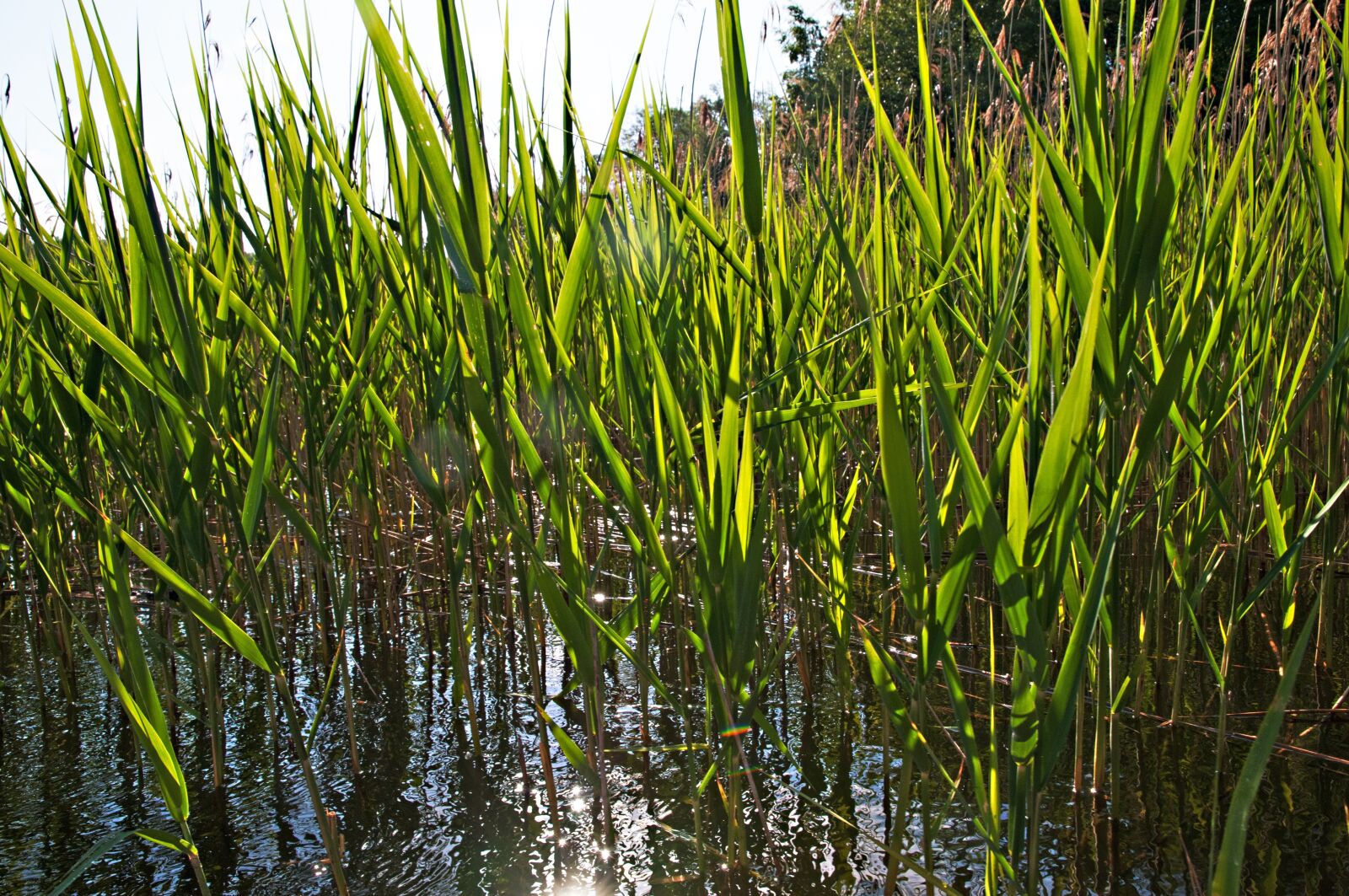 Nikon D300 sample photo. Poland, ostpreußen, masuria photography