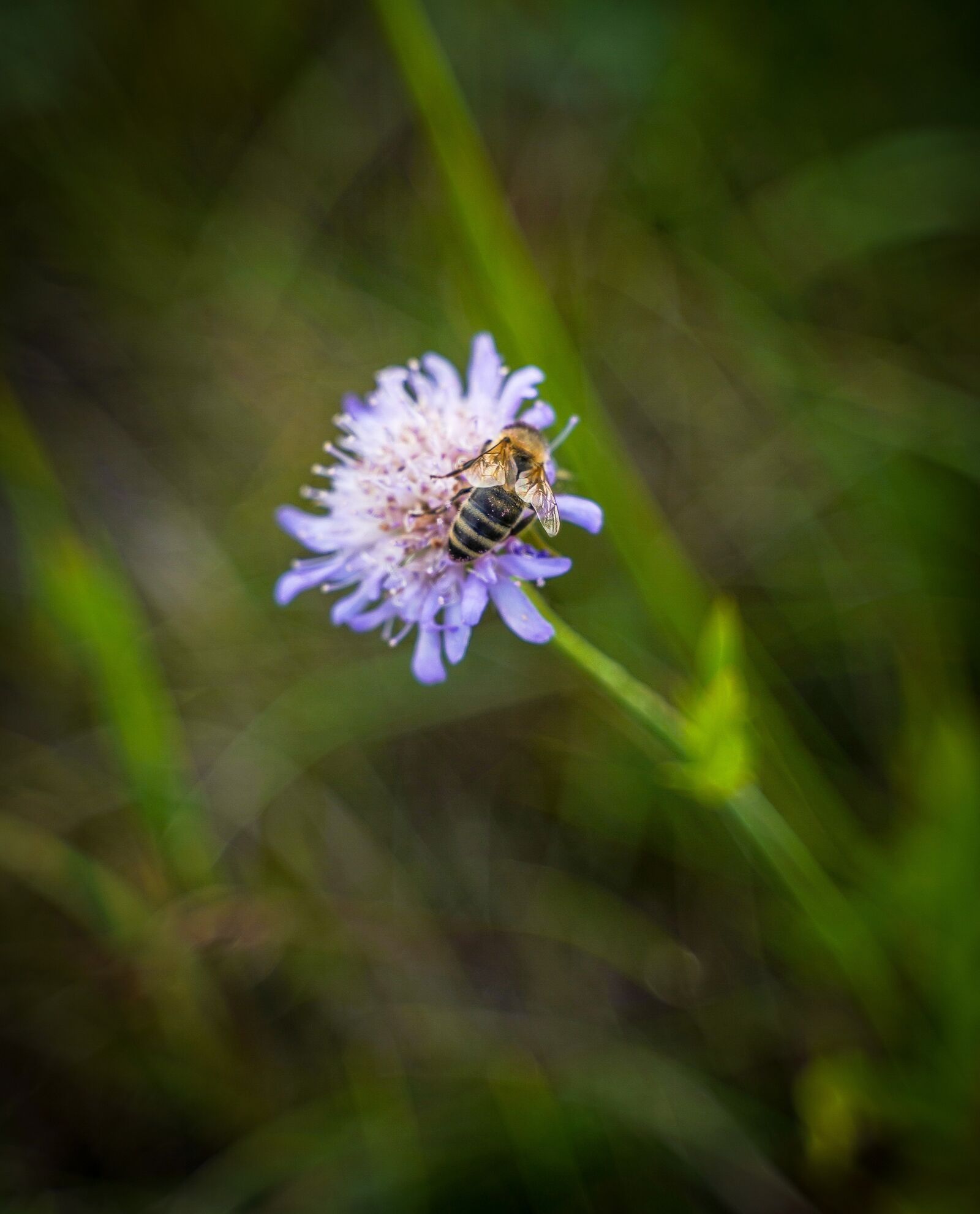 Sony a7 III + Tamron 28-75mm F2.8 Di III RXD sample photo. Grass, blade of grass photography