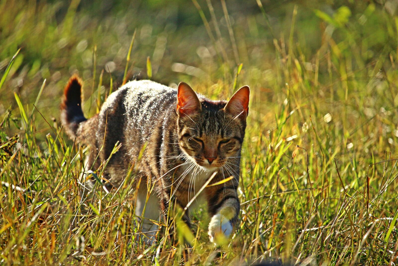 Canon EOS 100D (EOS Rebel SL1 / EOS Kiss X7) sample photo. Mieze, cat, tiger cat photography