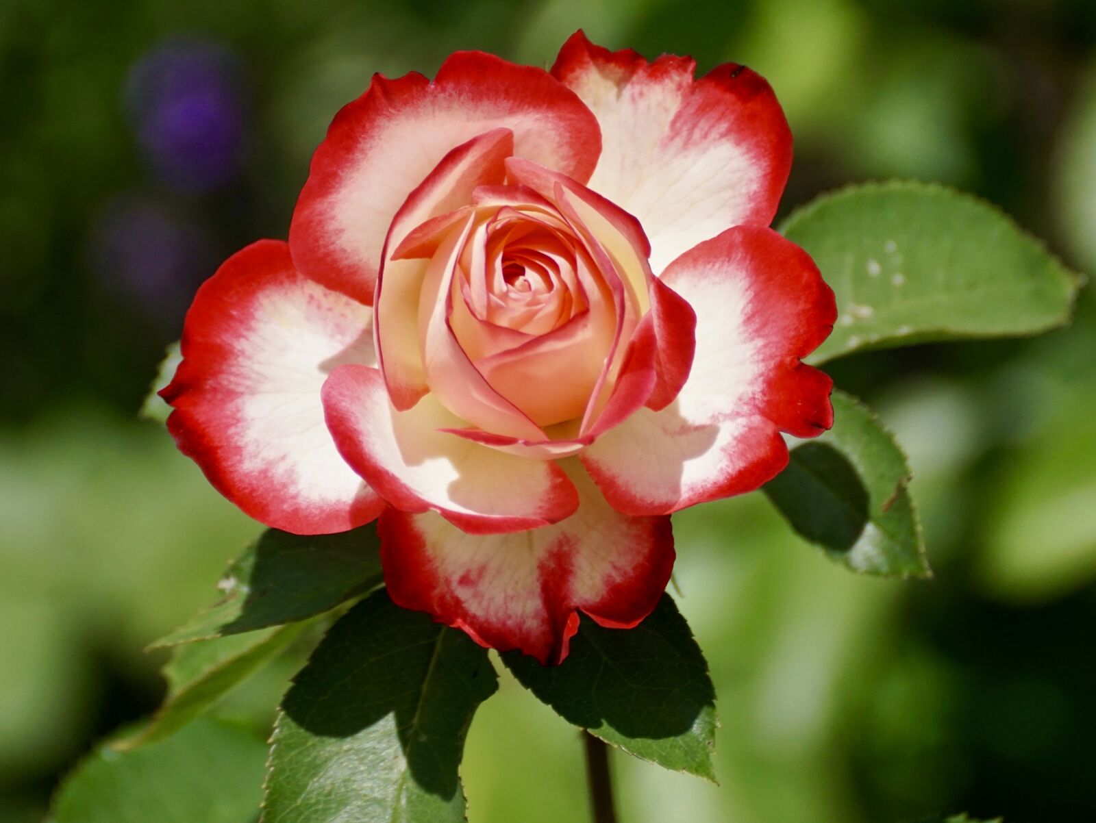 Sony DT 55-300mm F4.5-5.6 SAM sample photo. Rose, blossom, bloom photography