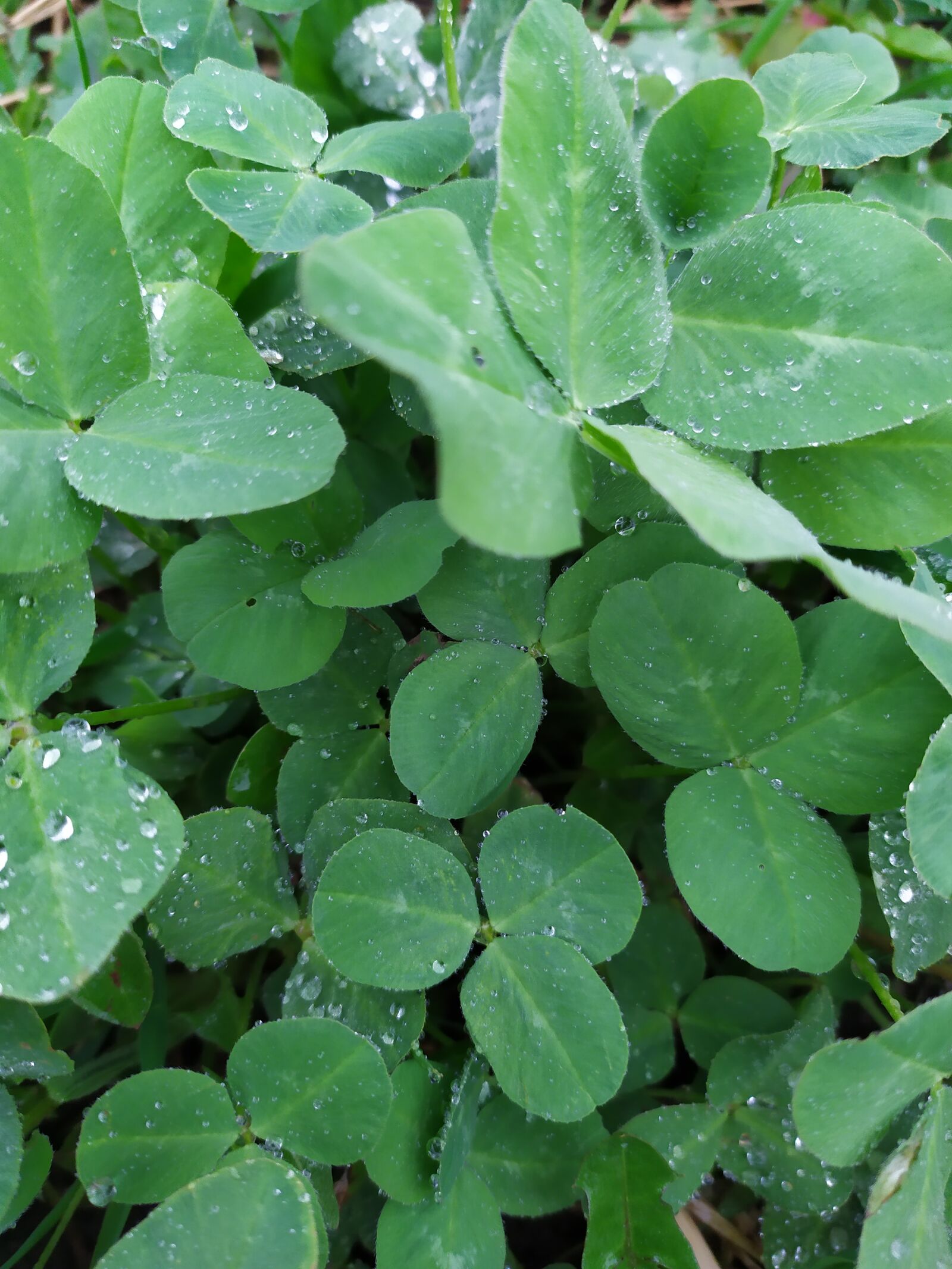 Xiaomi Redmi Note 7 sample photo. Clover, spring, rain photography