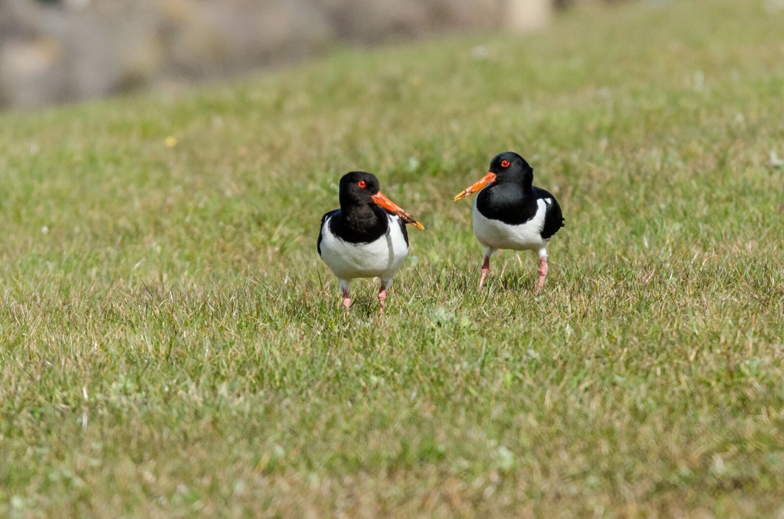 Nikon D7000 sample photo. Birds, oystercatcher, nature photography