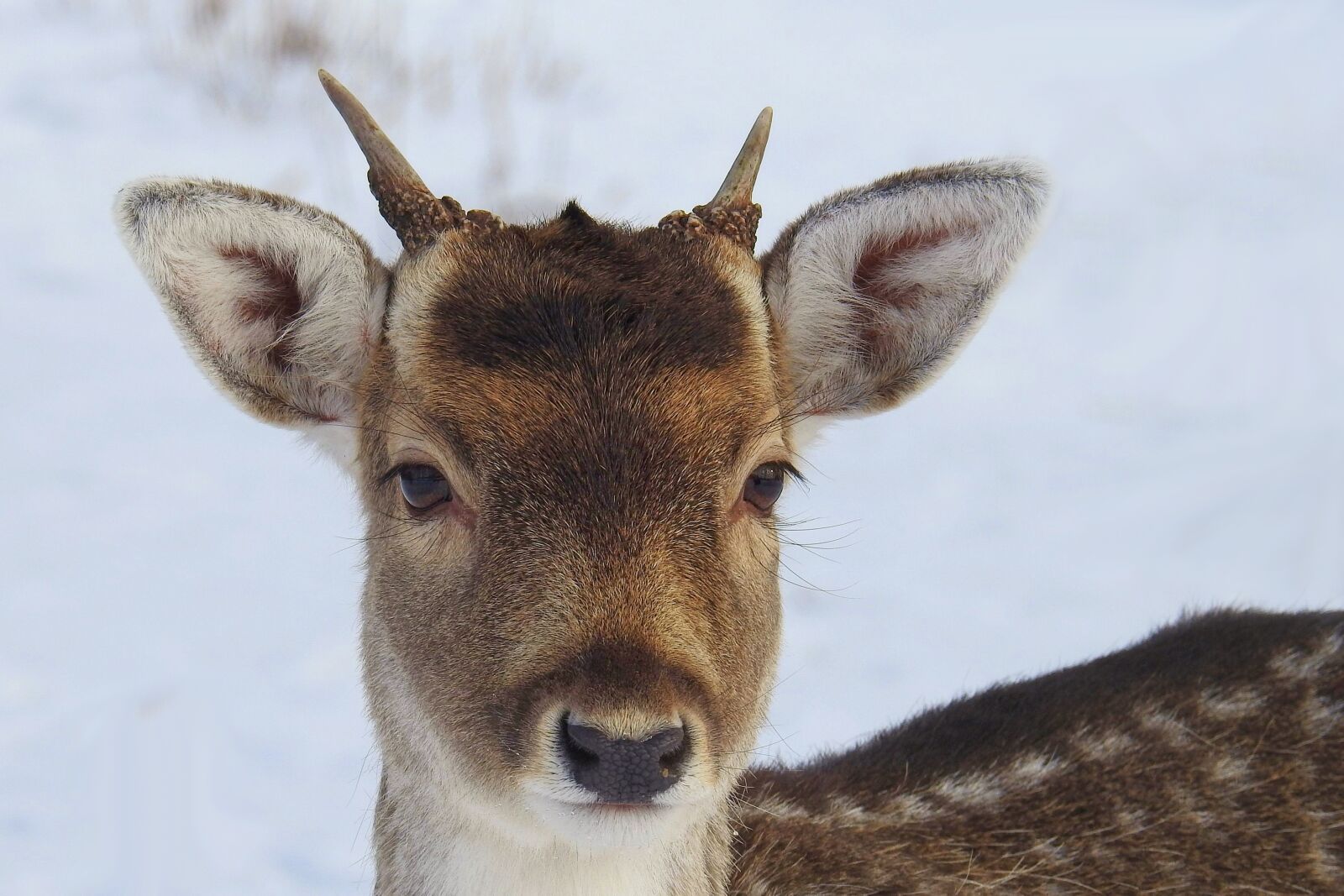 Nikon Coolpix P900 sample photo. Hirsch, young deer, fallow photography